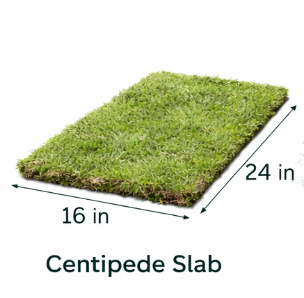 Buy Sod By the Piece (Slab) 