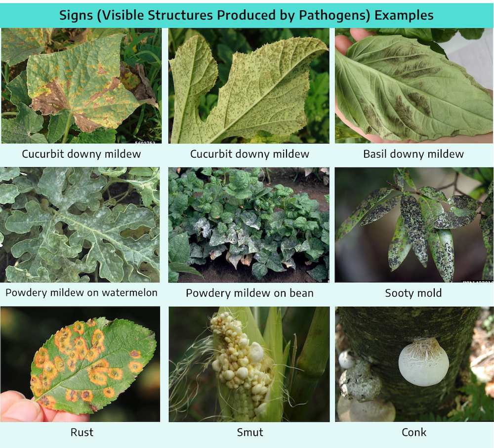  the Ultimate Plant Disease Solution Guide