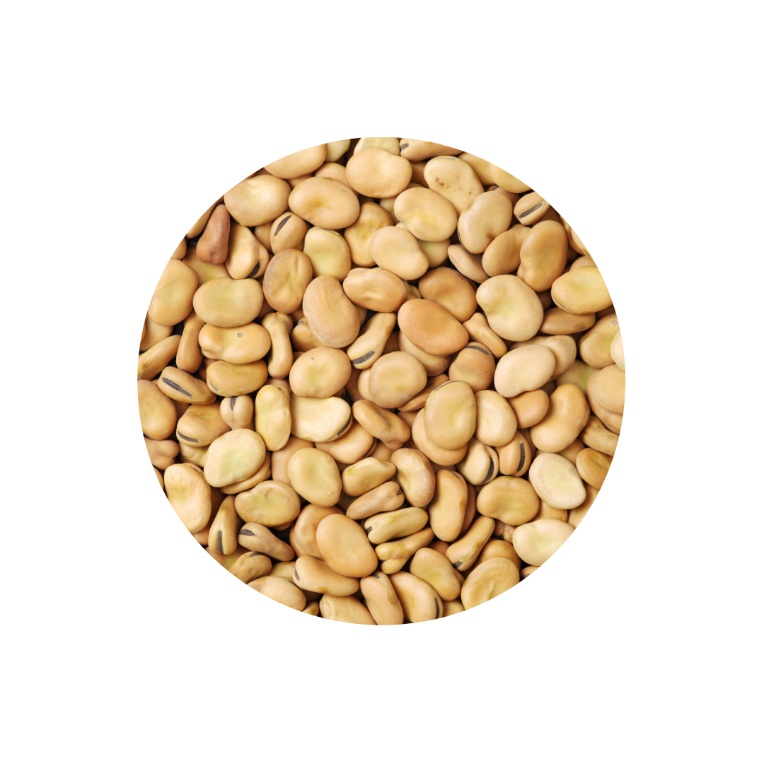 Broad Beans