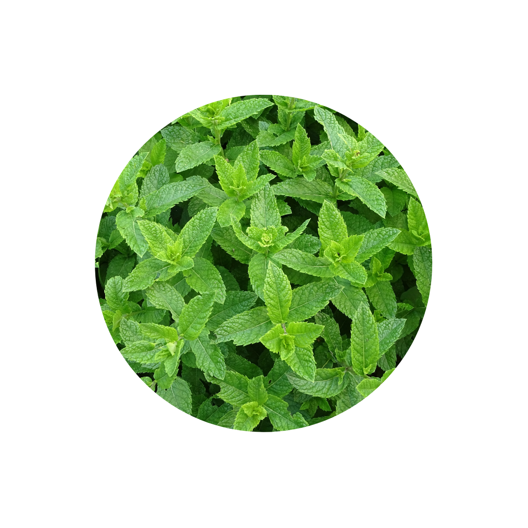 Peppermint