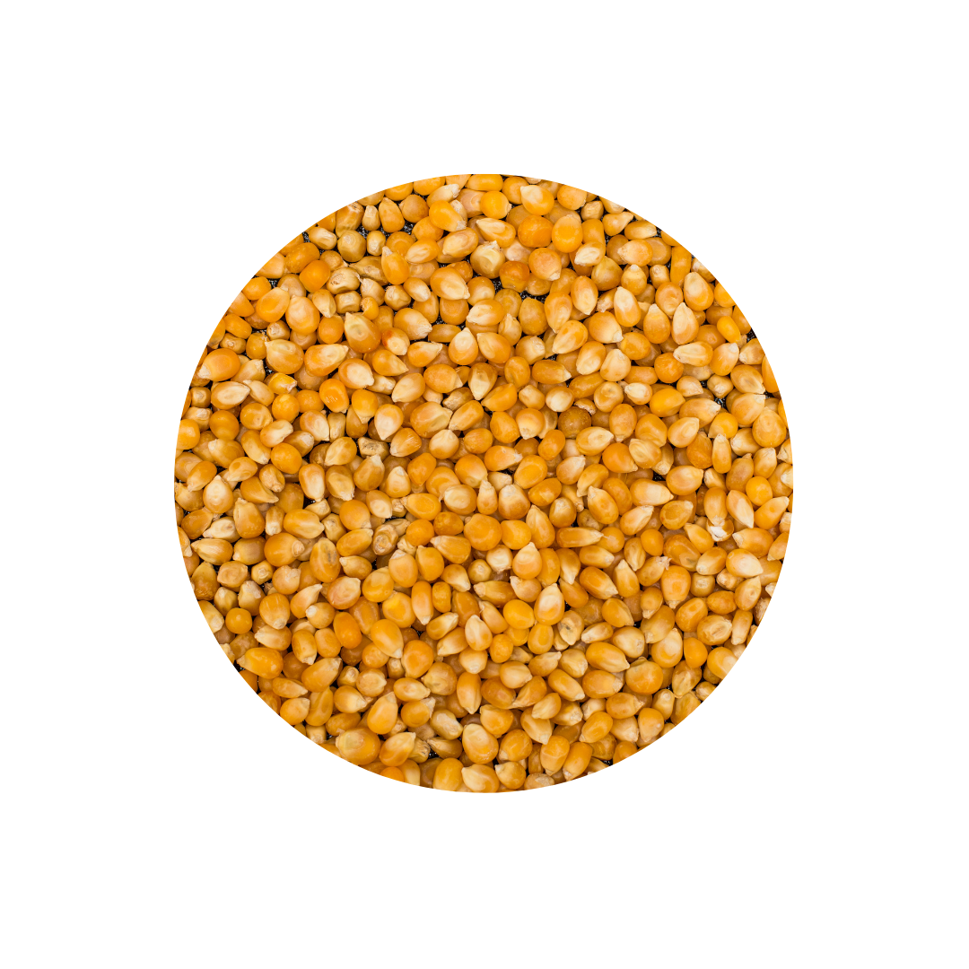 Corn
