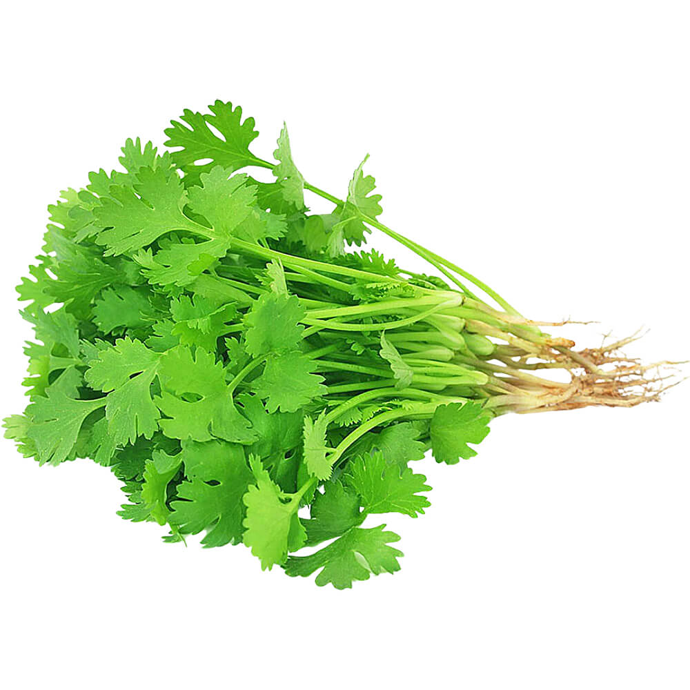 Cilantro 