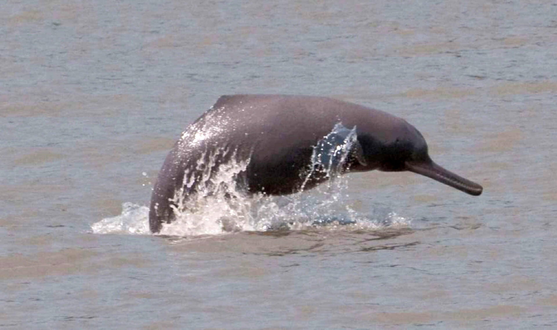 The Ganges Dolphins of the Mohana River