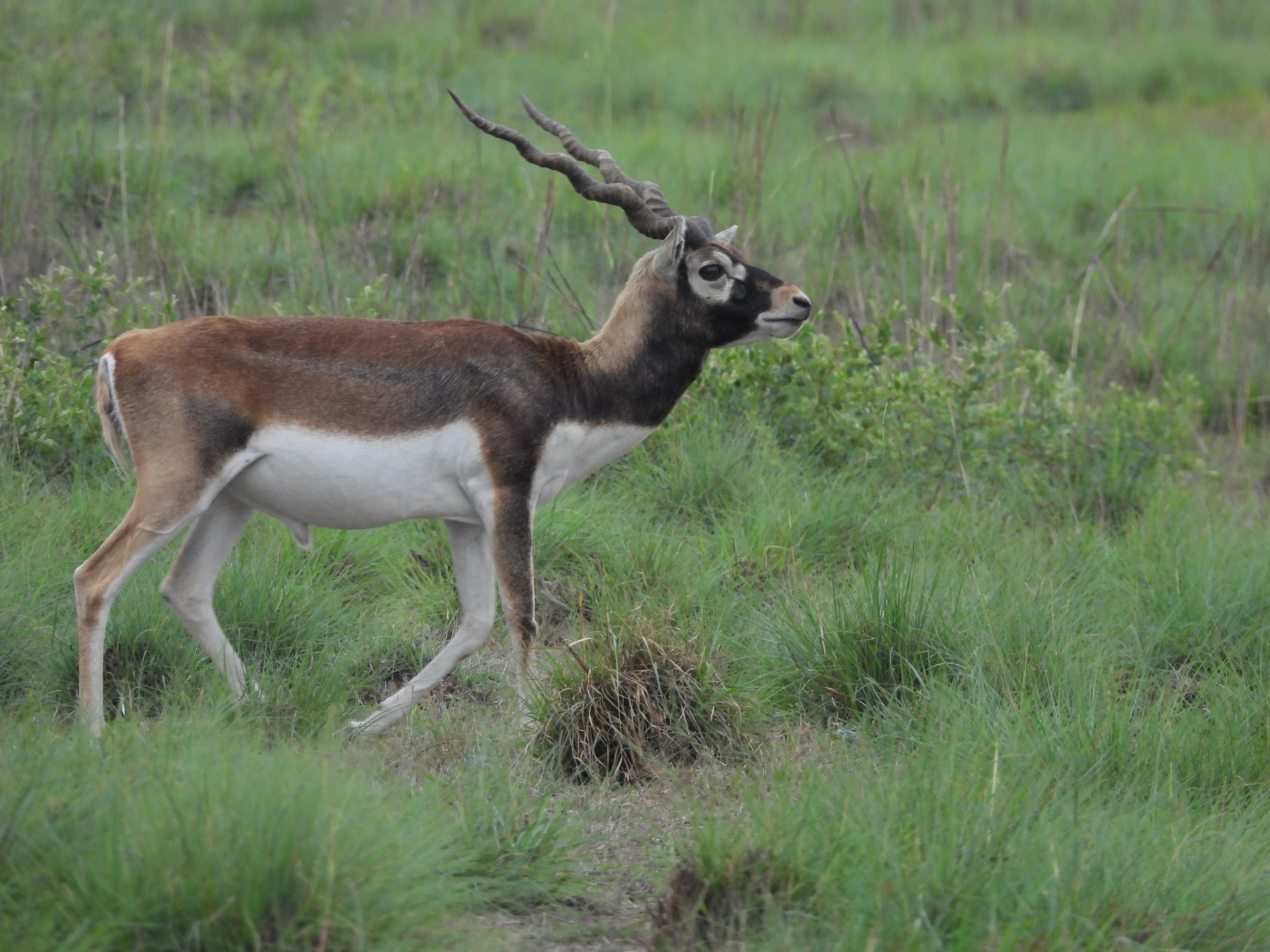 Blackbuck Antelopes and Badhaiya Lake