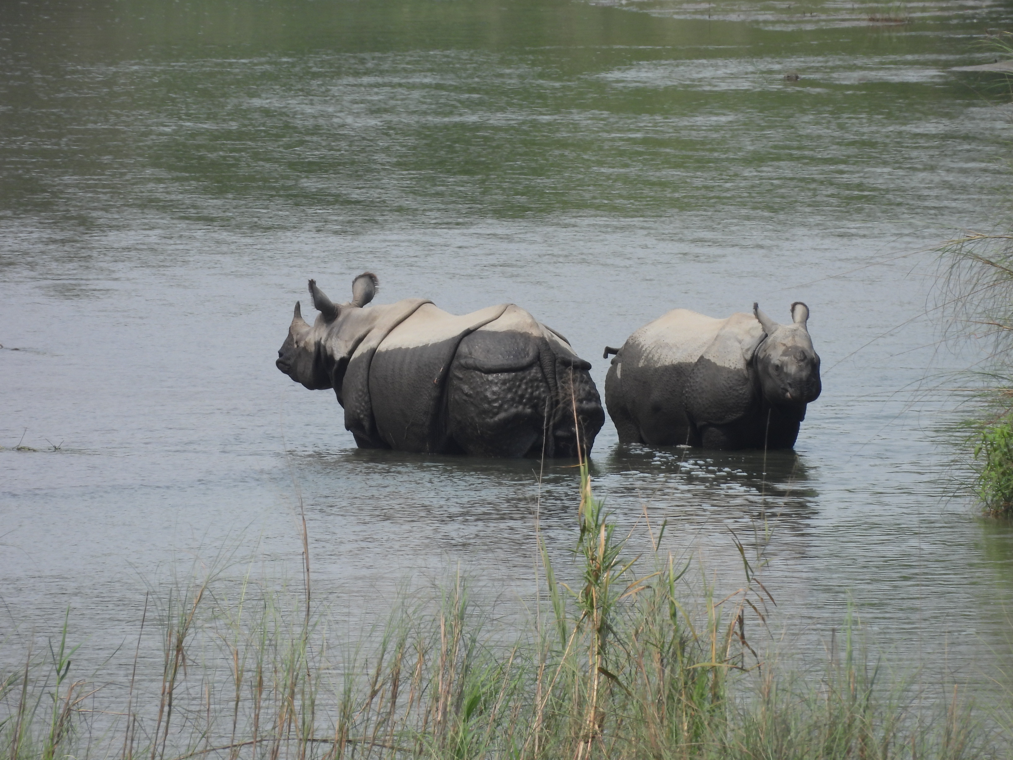 Demi journée safari sur l'eau et demi journée en 4x4
