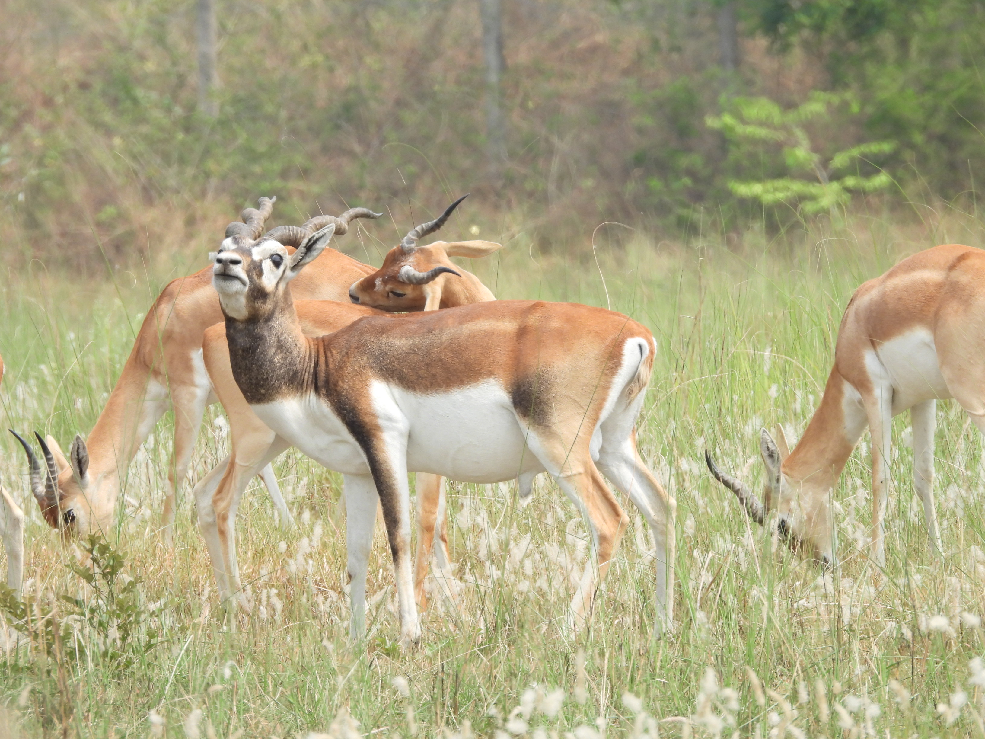 Antilopes et lac Badhaiya