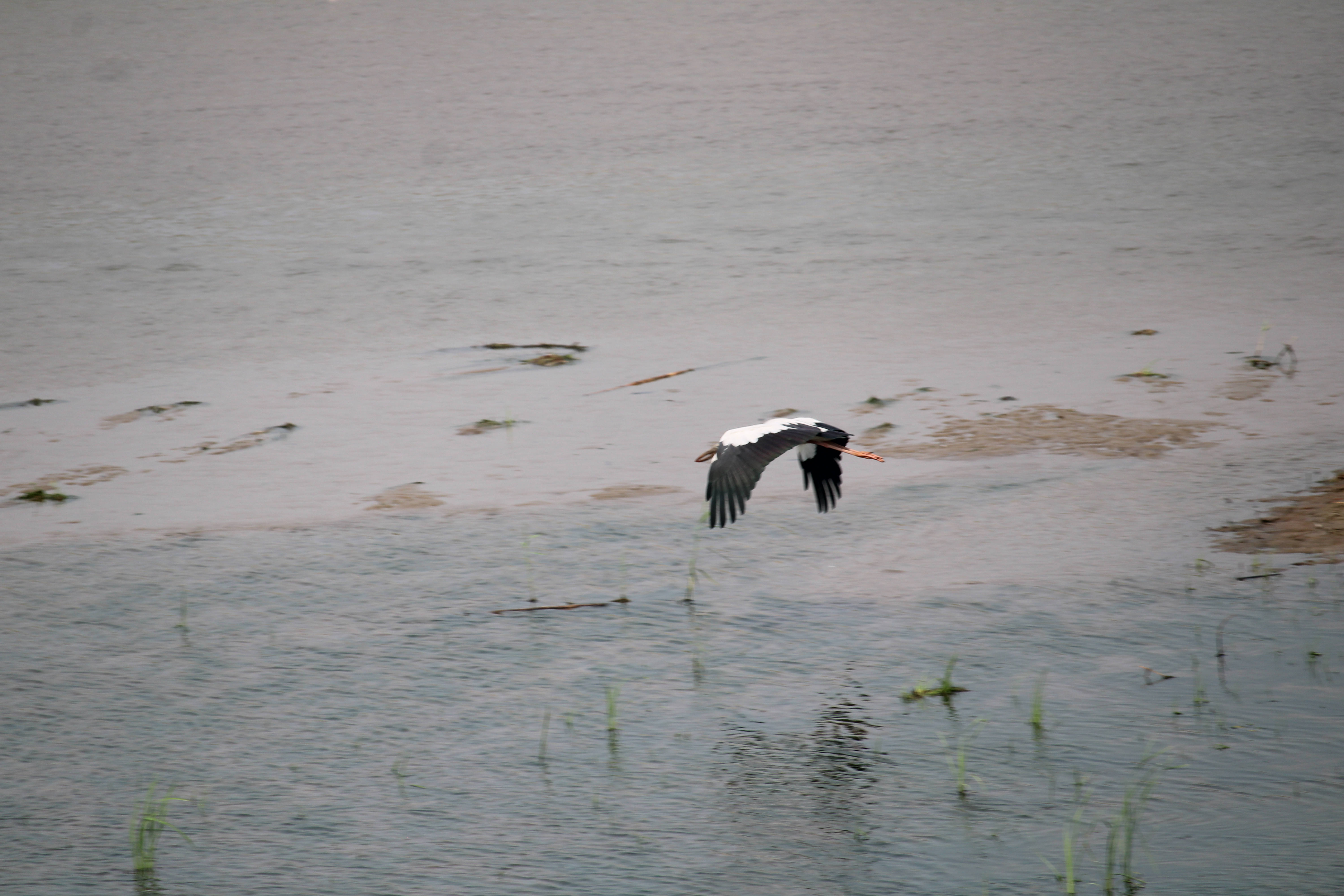 Les dauphins du gange de la Mohana