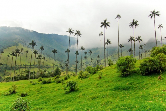 Salento, Quindío / 2 días 1 noche