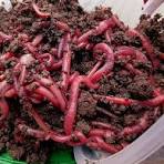 Red Wiggler Composting Worm Starter Kits