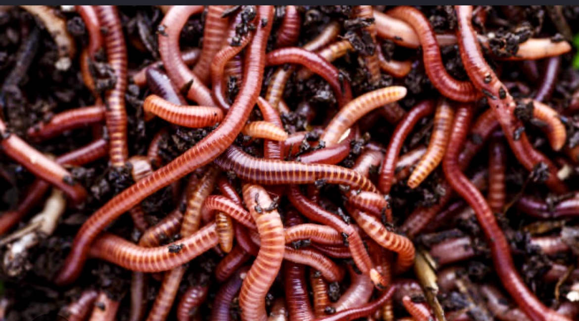 Red Worm Composting Checklist
