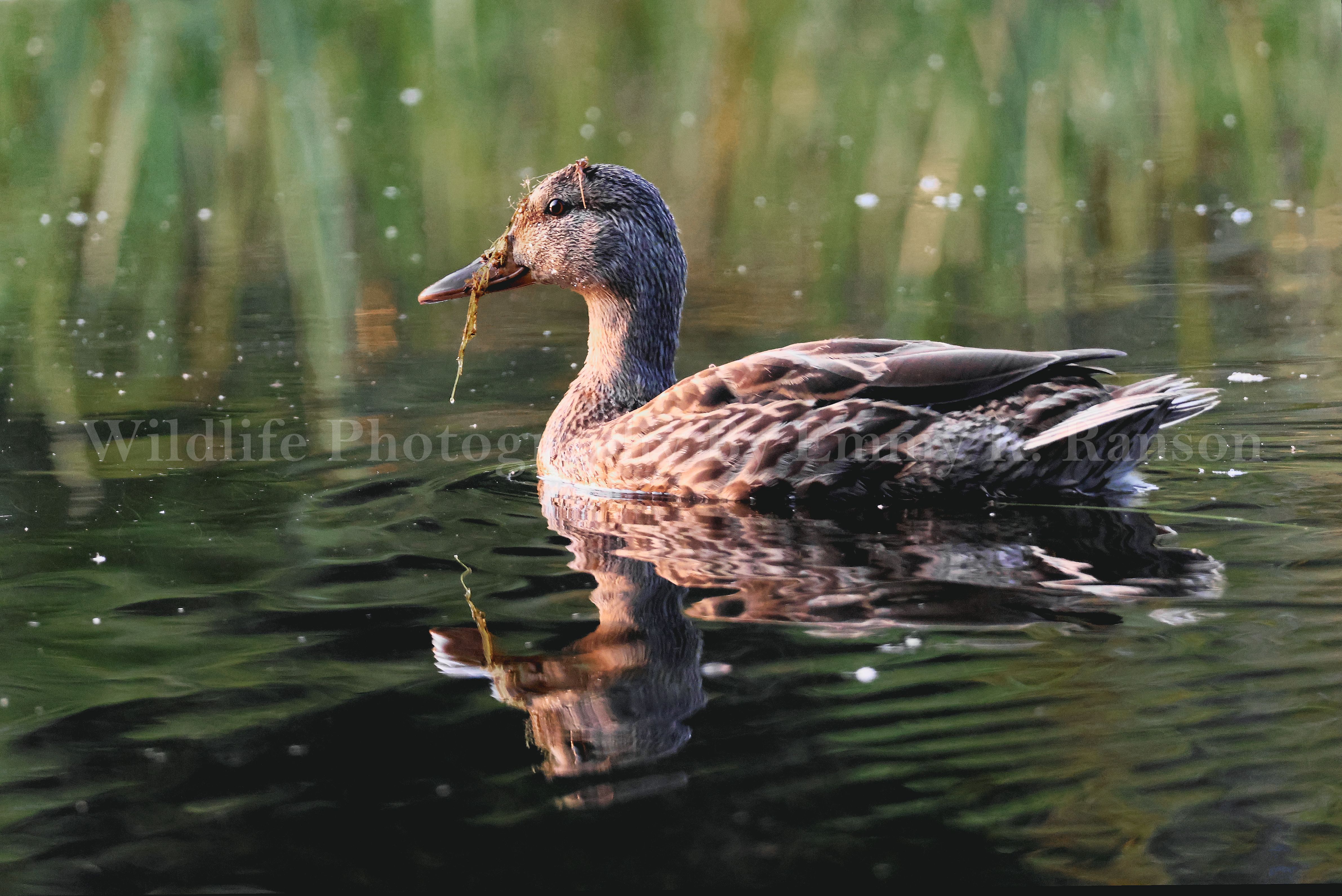 Reflections of a Mallard — Wildlife Wall Art
