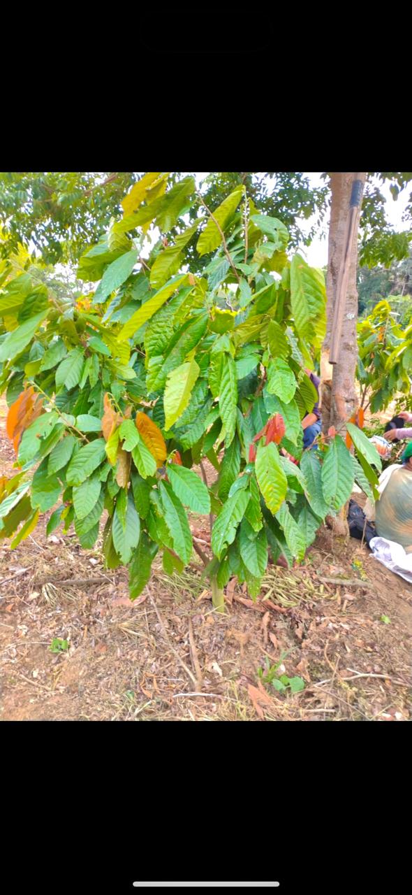 Árbol de Cacao Productivo