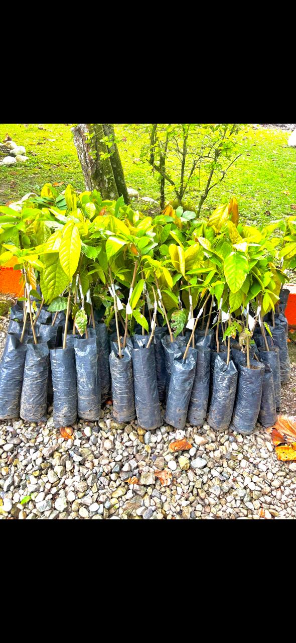 Árbol de Cacao Productivo