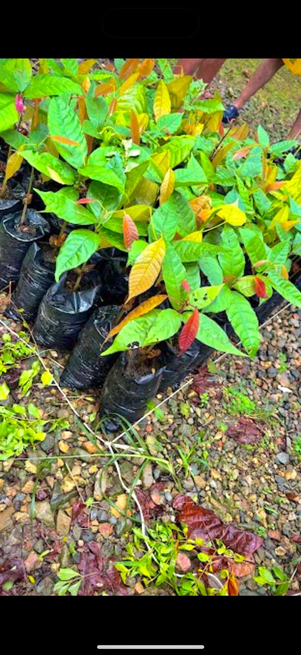 Árbol de Cacao Productivo