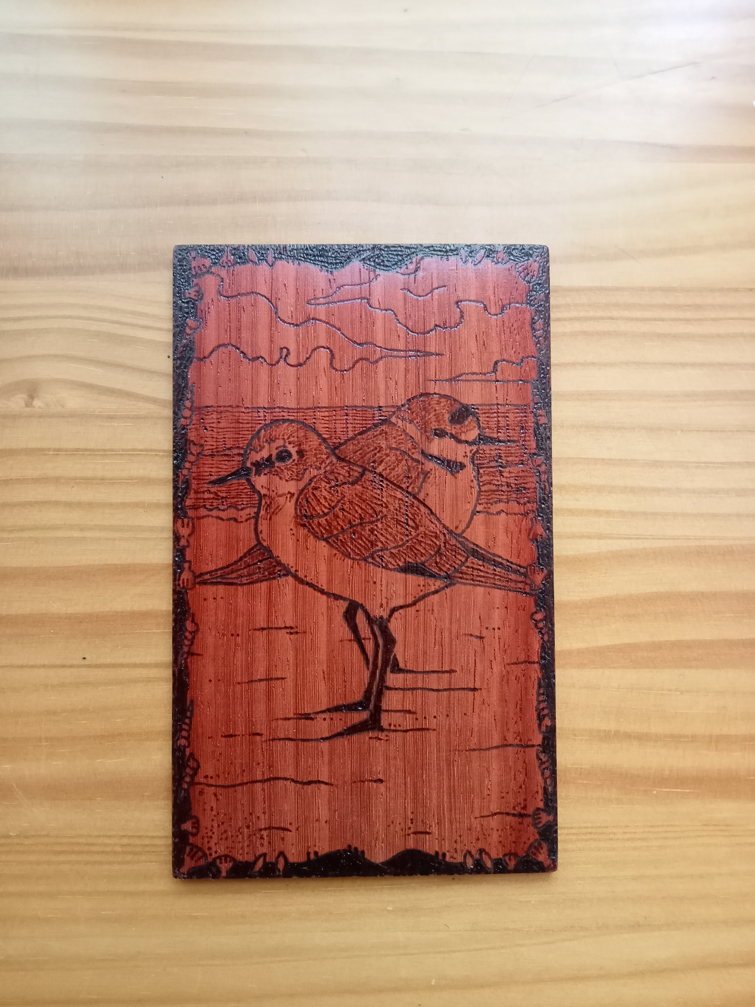 Tablilla de Frailecillo. Charadrius alexandrinus