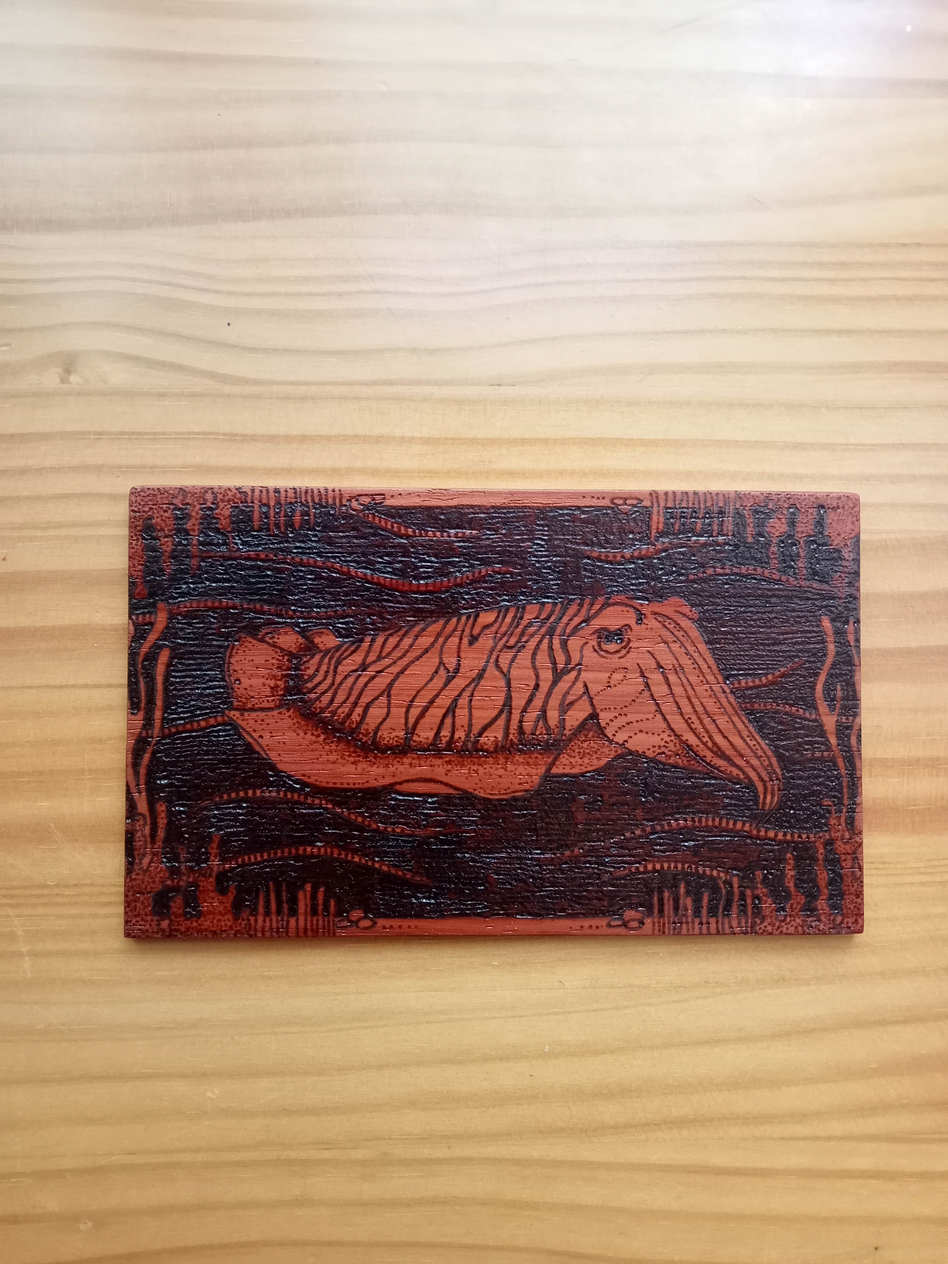 Tablilla de Sepia común. Sepia officinalis