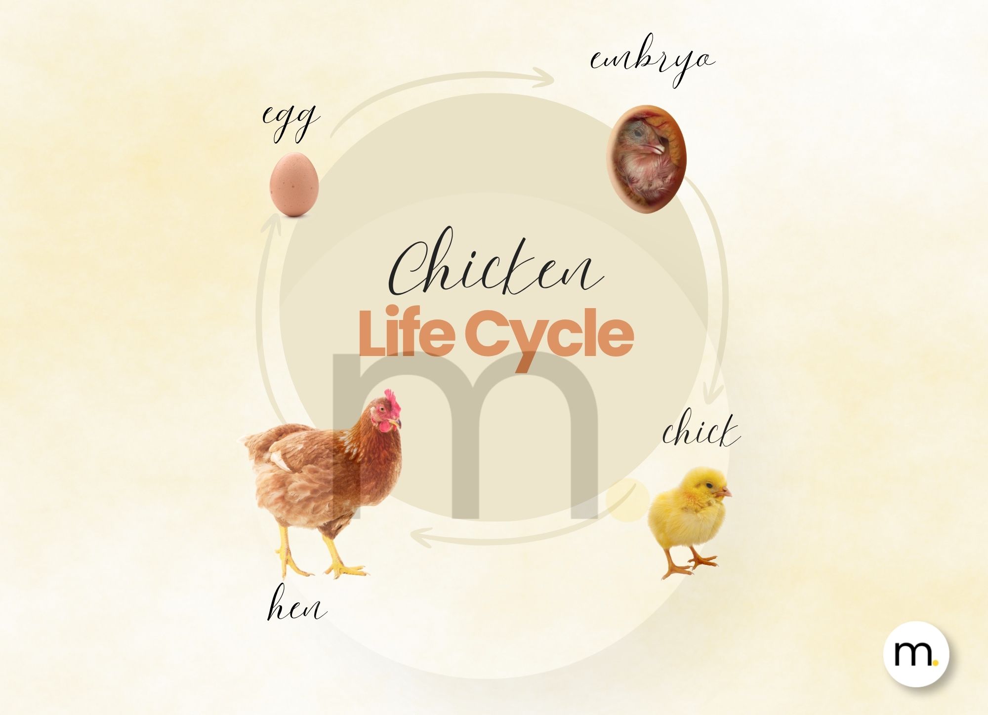 Chicken Life Cycle Montessori Bundle