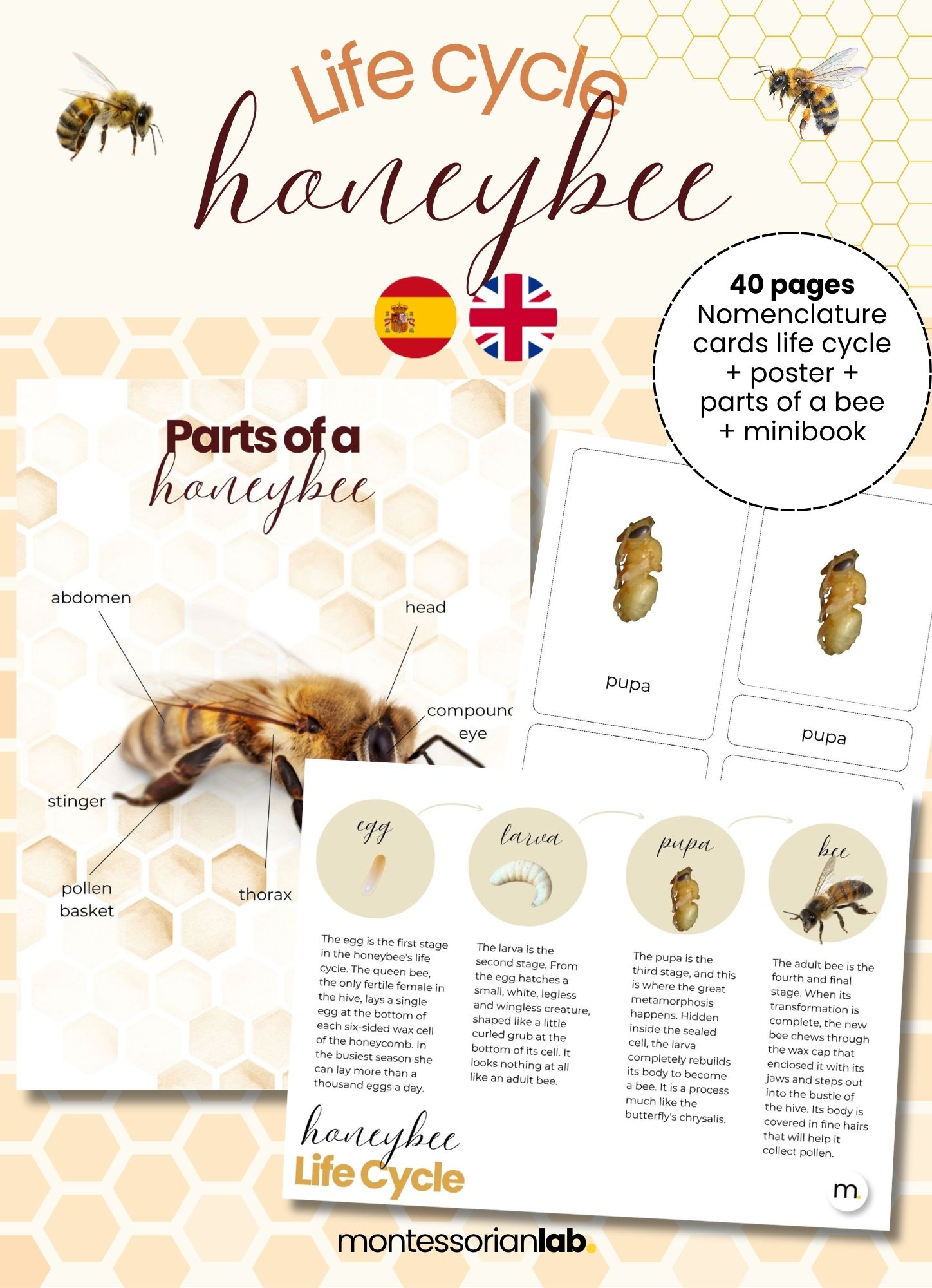 Honeybee Life Cycle Montessori Bundle 