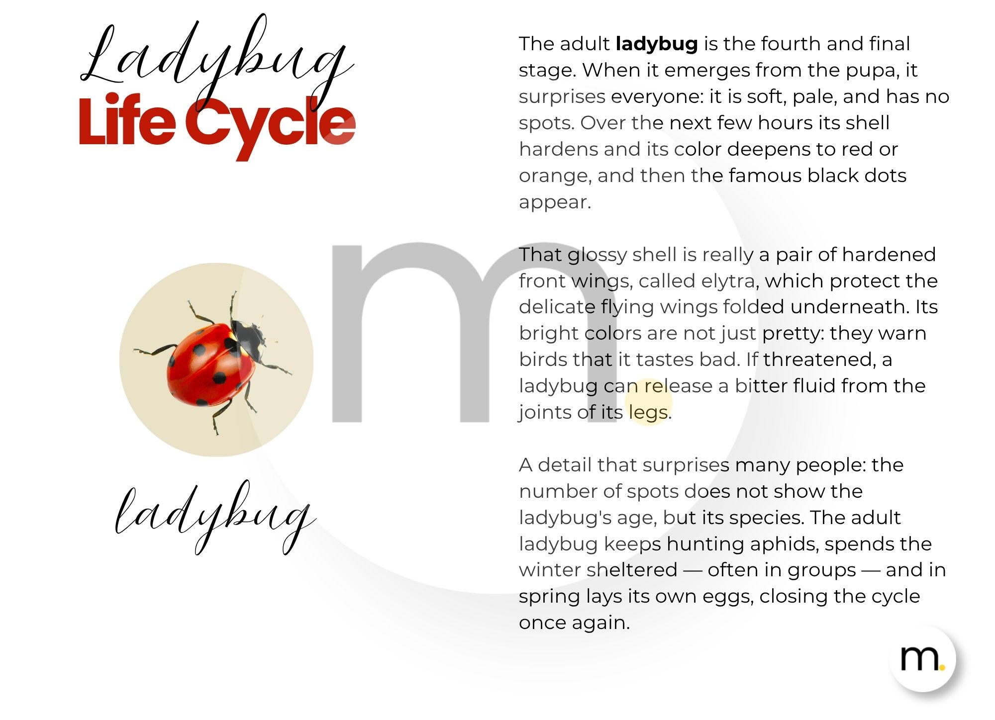 Ladybug Life Cycle Montessori Bundle 