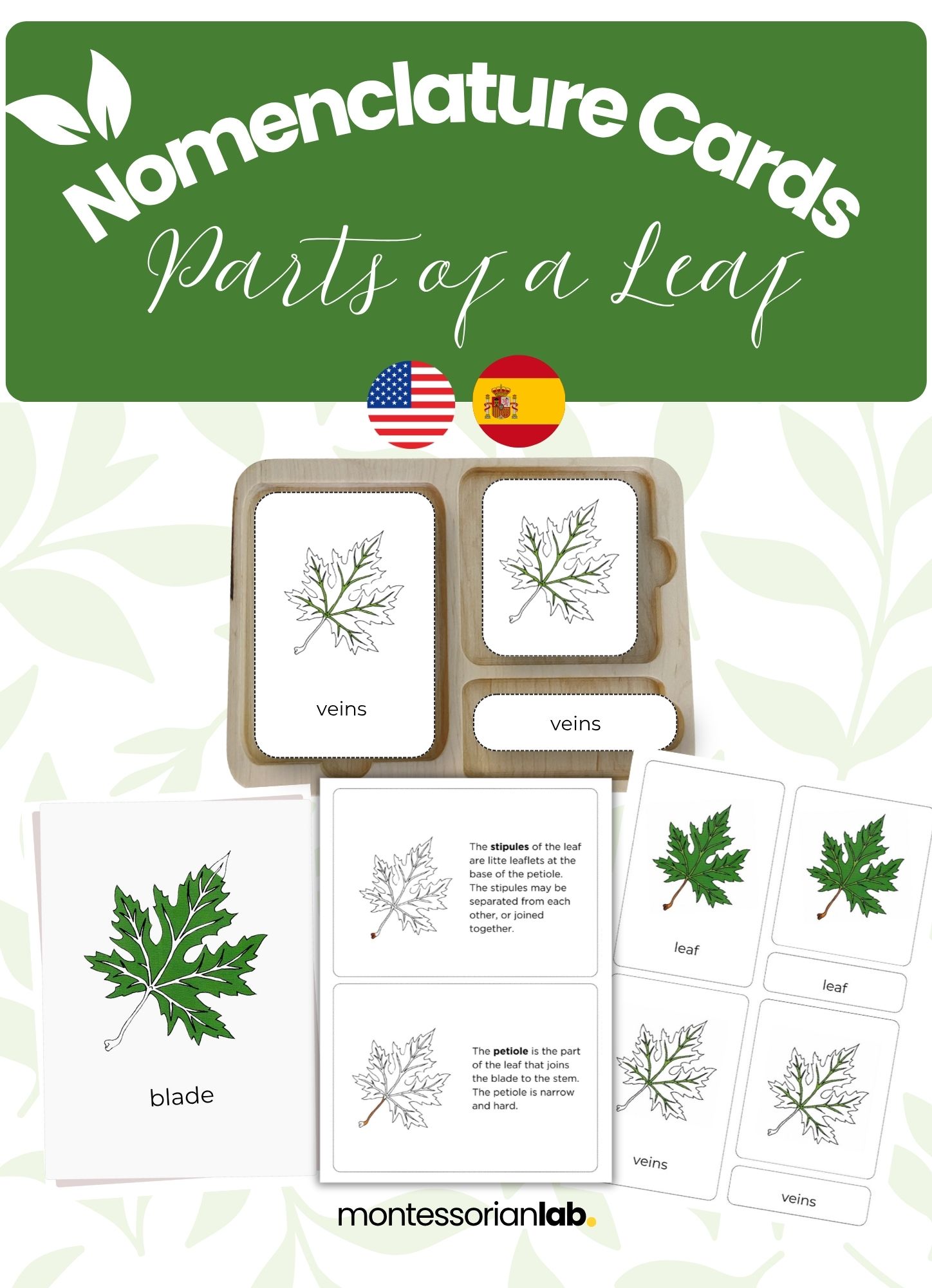 Parts of a Leaf Montessori Nomenclature Cards