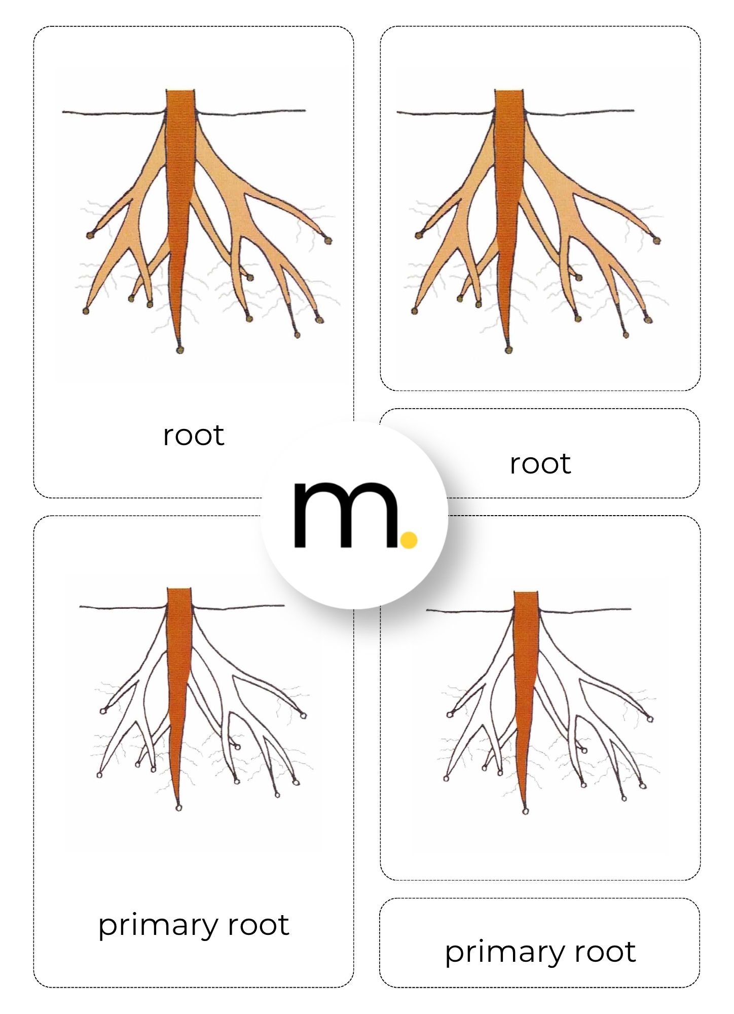 Parts of a Root Montessori Nomenclature cards