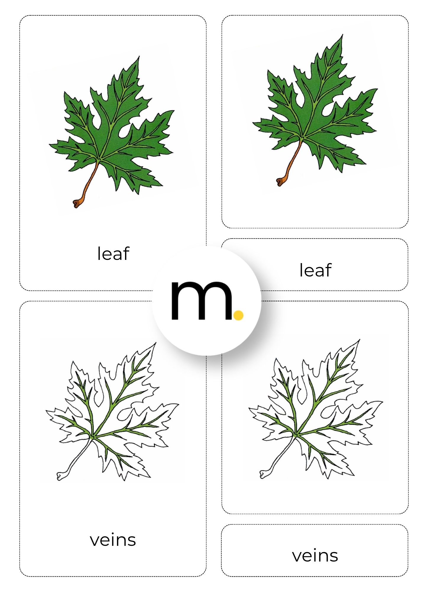 Parts of a Leaf Montessori Nomenclature Cards