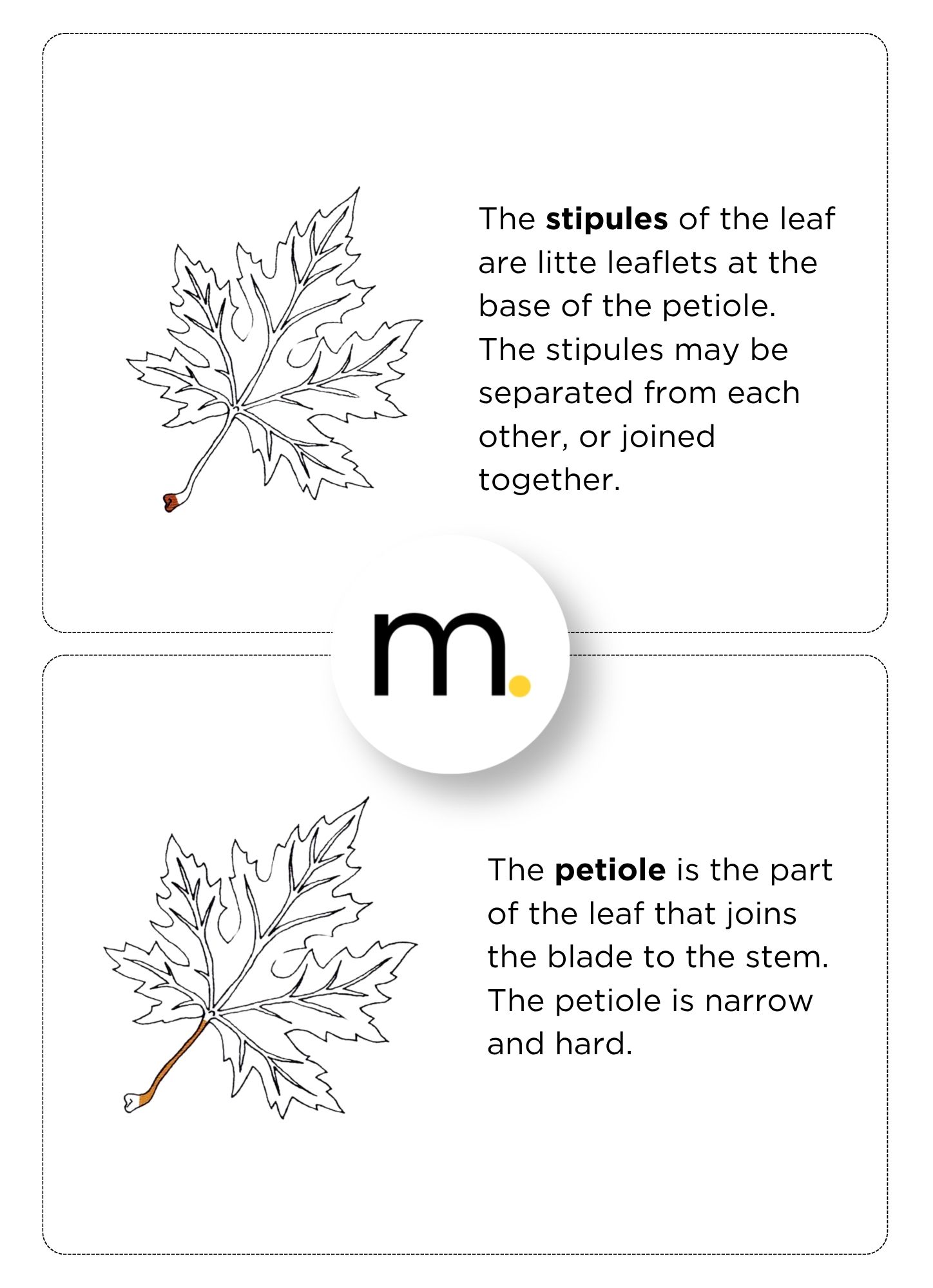Parts of a Leaf Montessori Nomenclature Cards