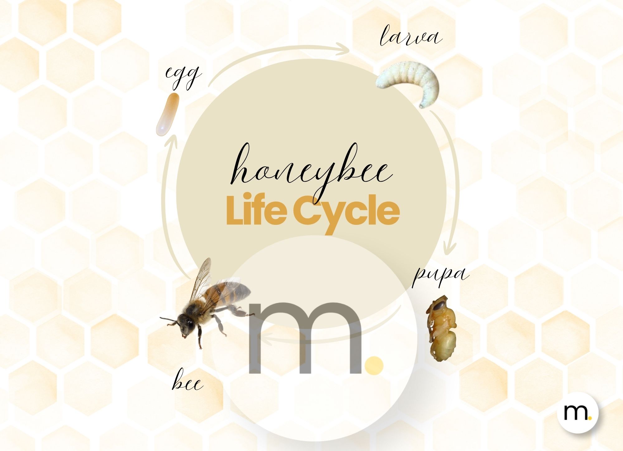 Honeybee Life Cycle Montessori Bundle 
