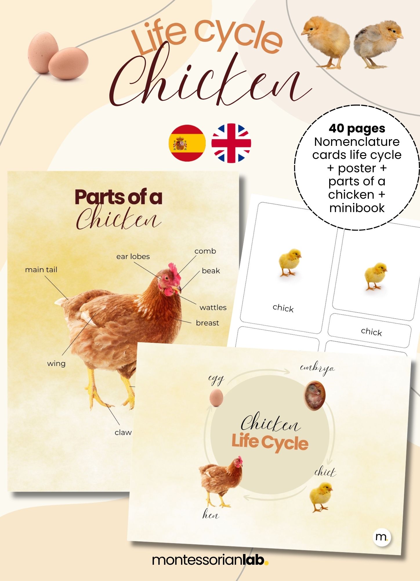 Chicken Life Cycle Montessori Bundle