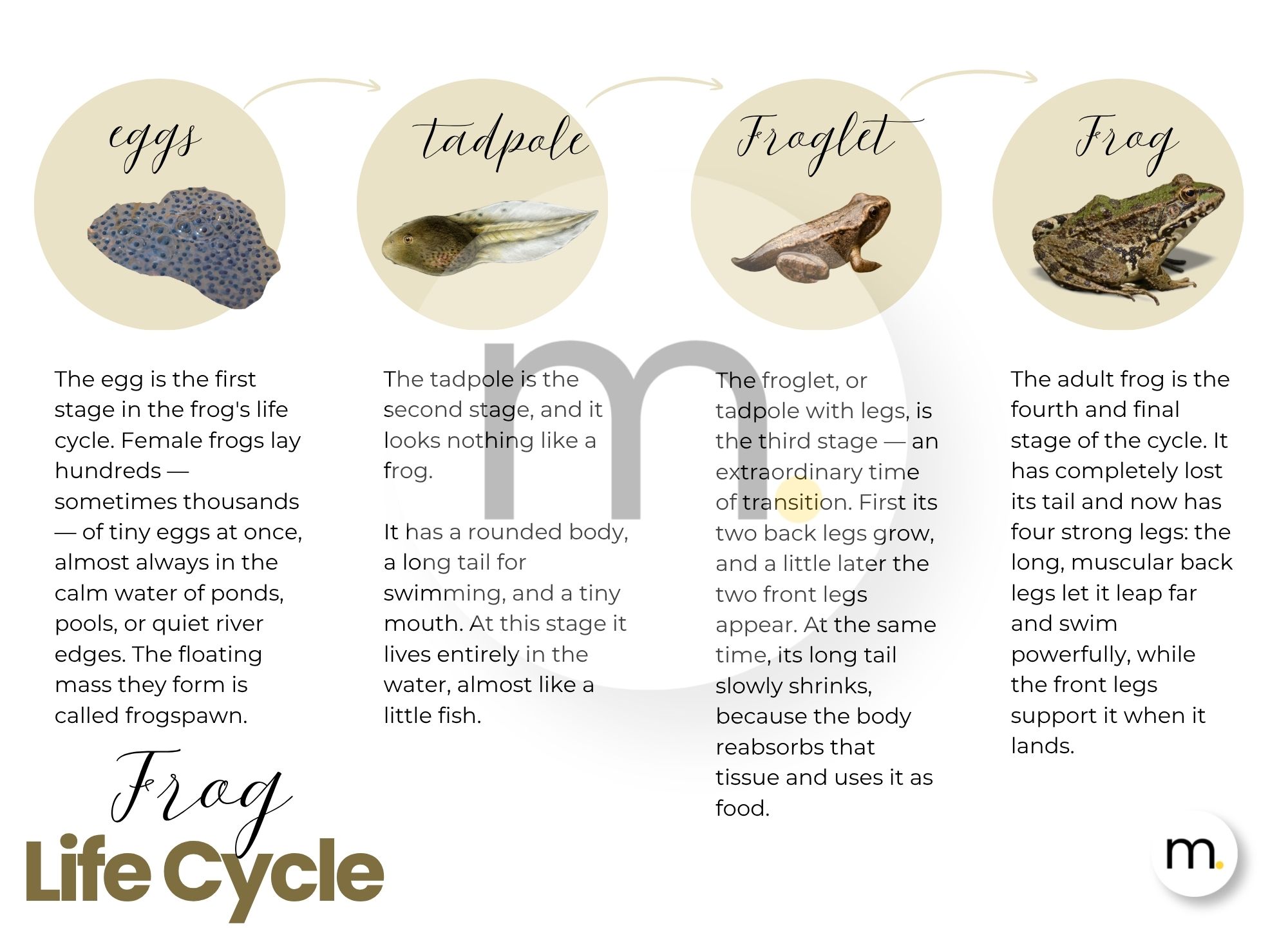 Frog Life Cycle Montessori Bundle 
