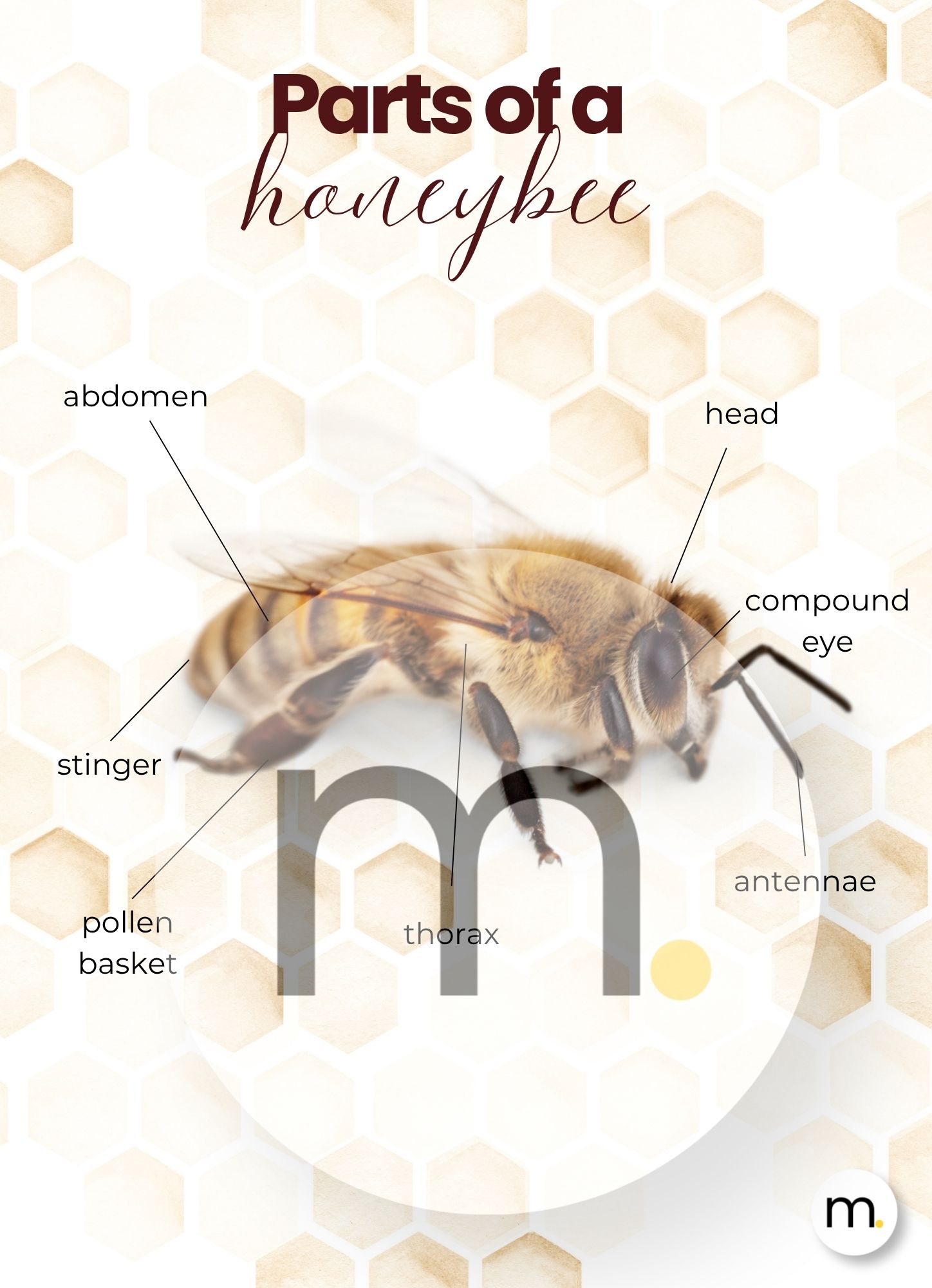 Honeybee Life Cycle Montessori Bundle 