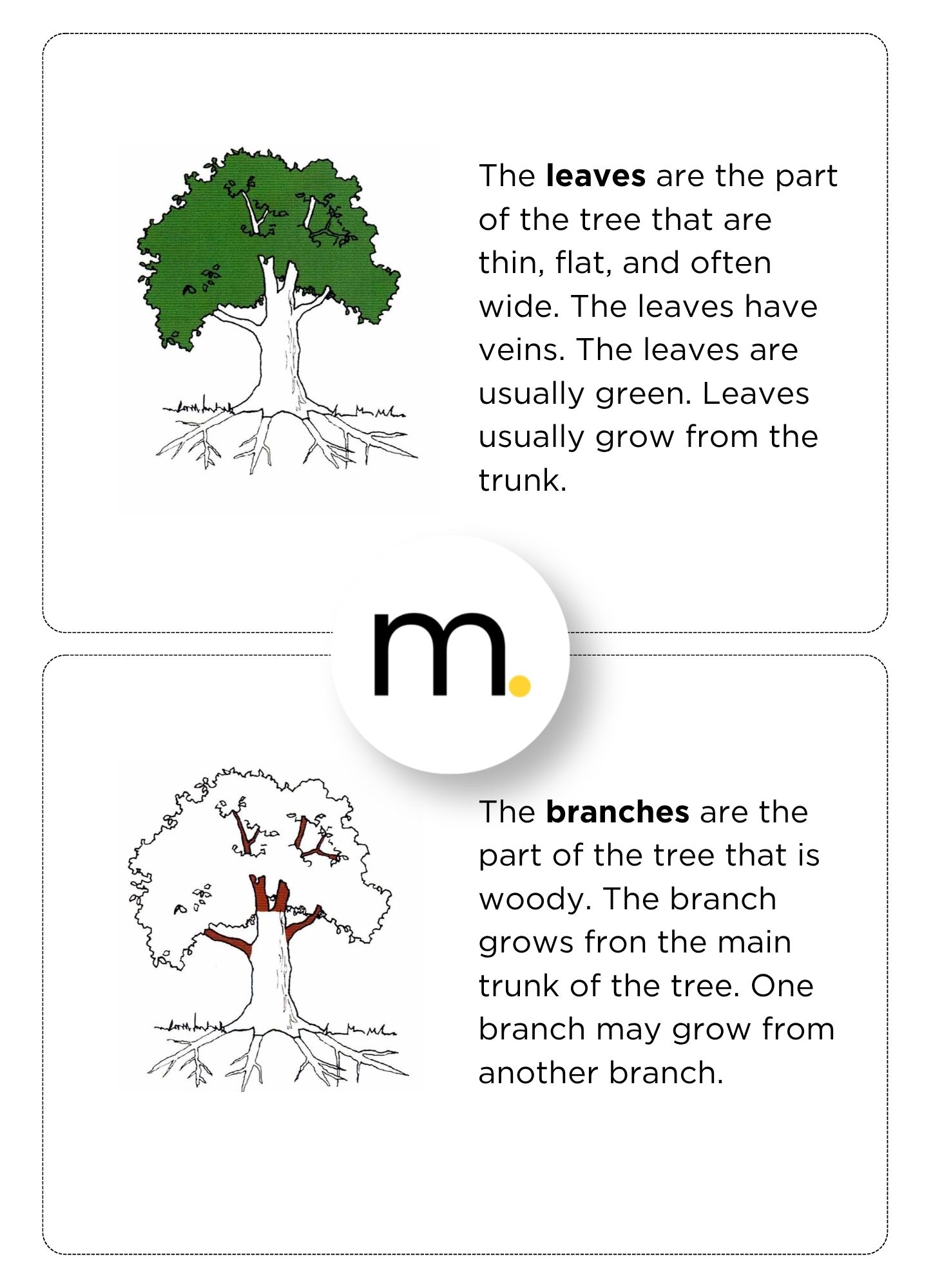 Parts of the Tree Montessori Nomenclature Cards