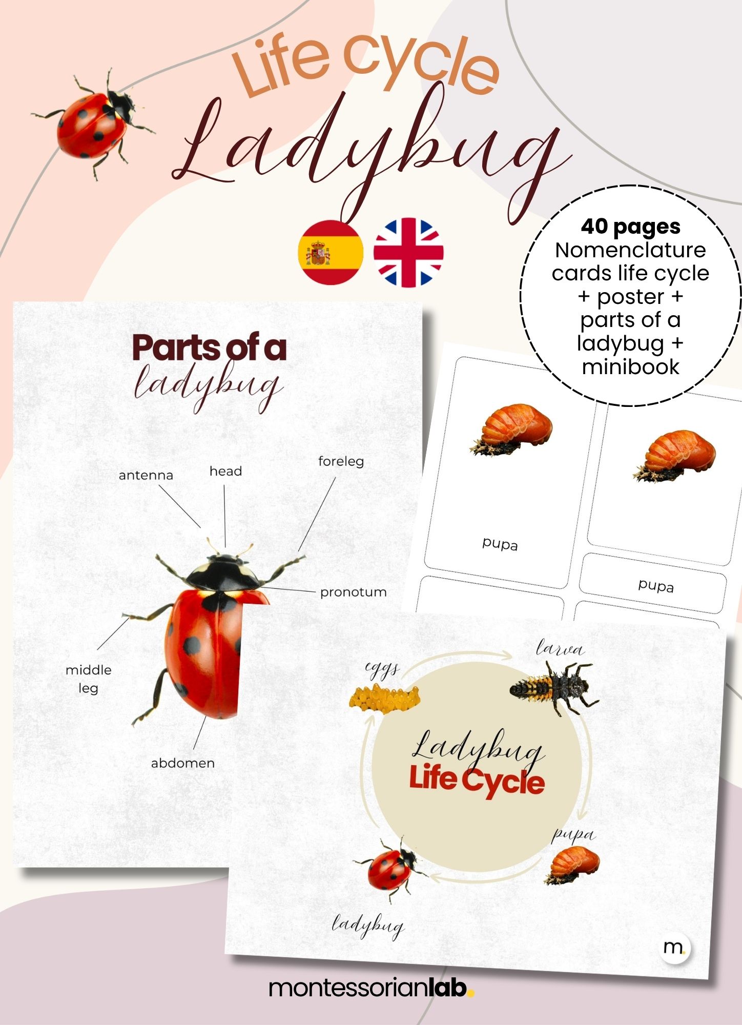 Ladybug Life Cycle Montessori Bundle 