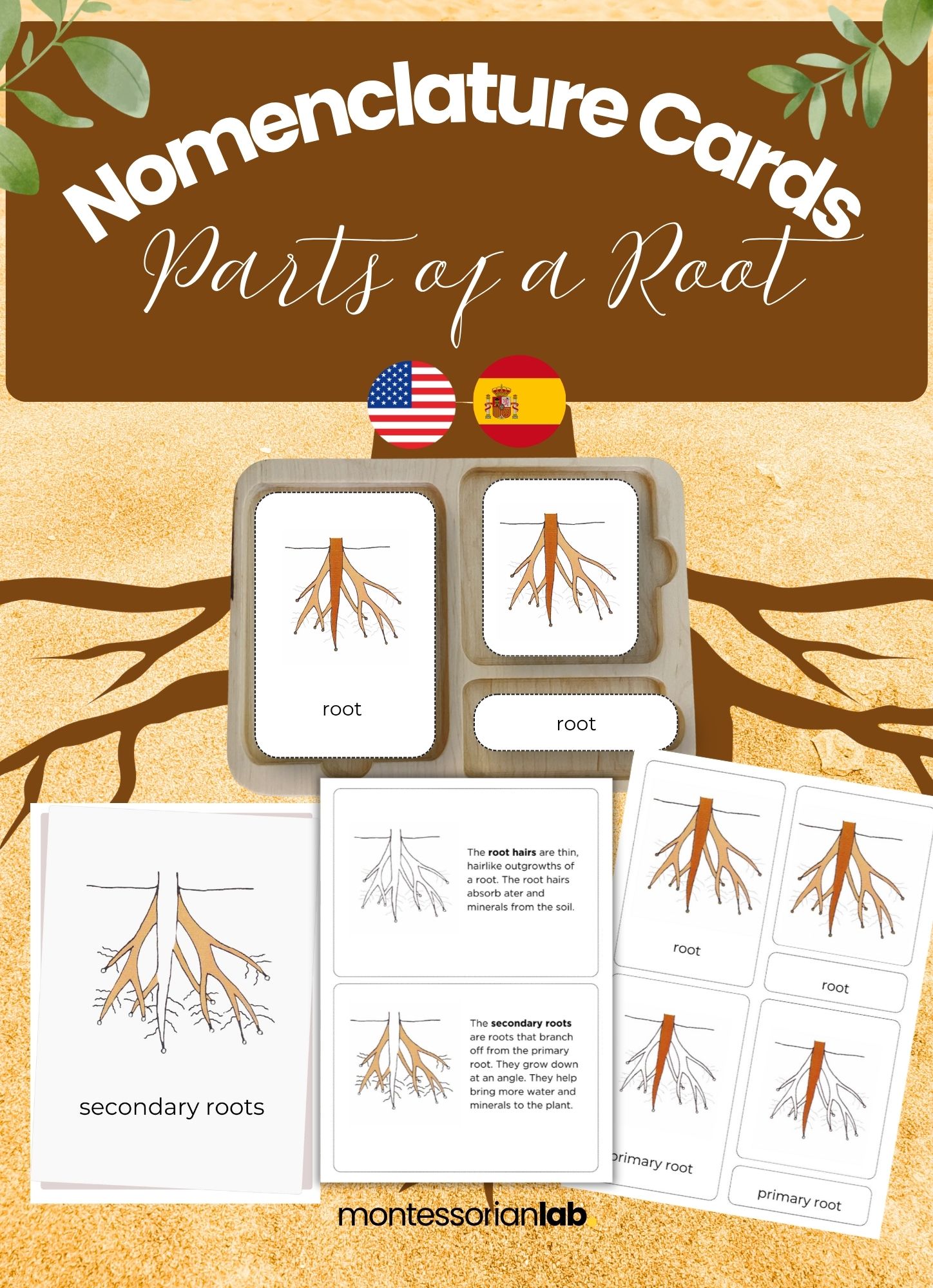 Parts of a Root Montessori Nomenclature cards