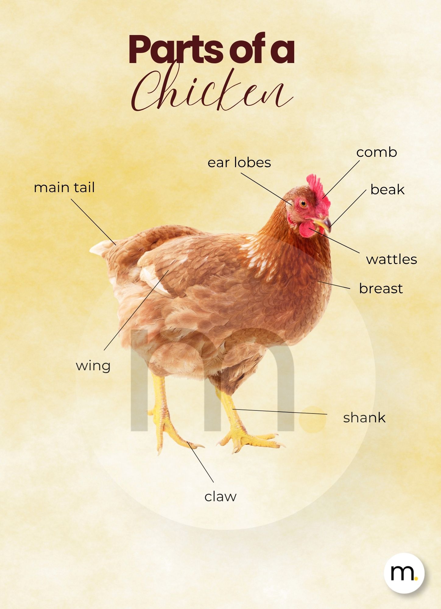 Chicken Life Cycle Montessori Bundle