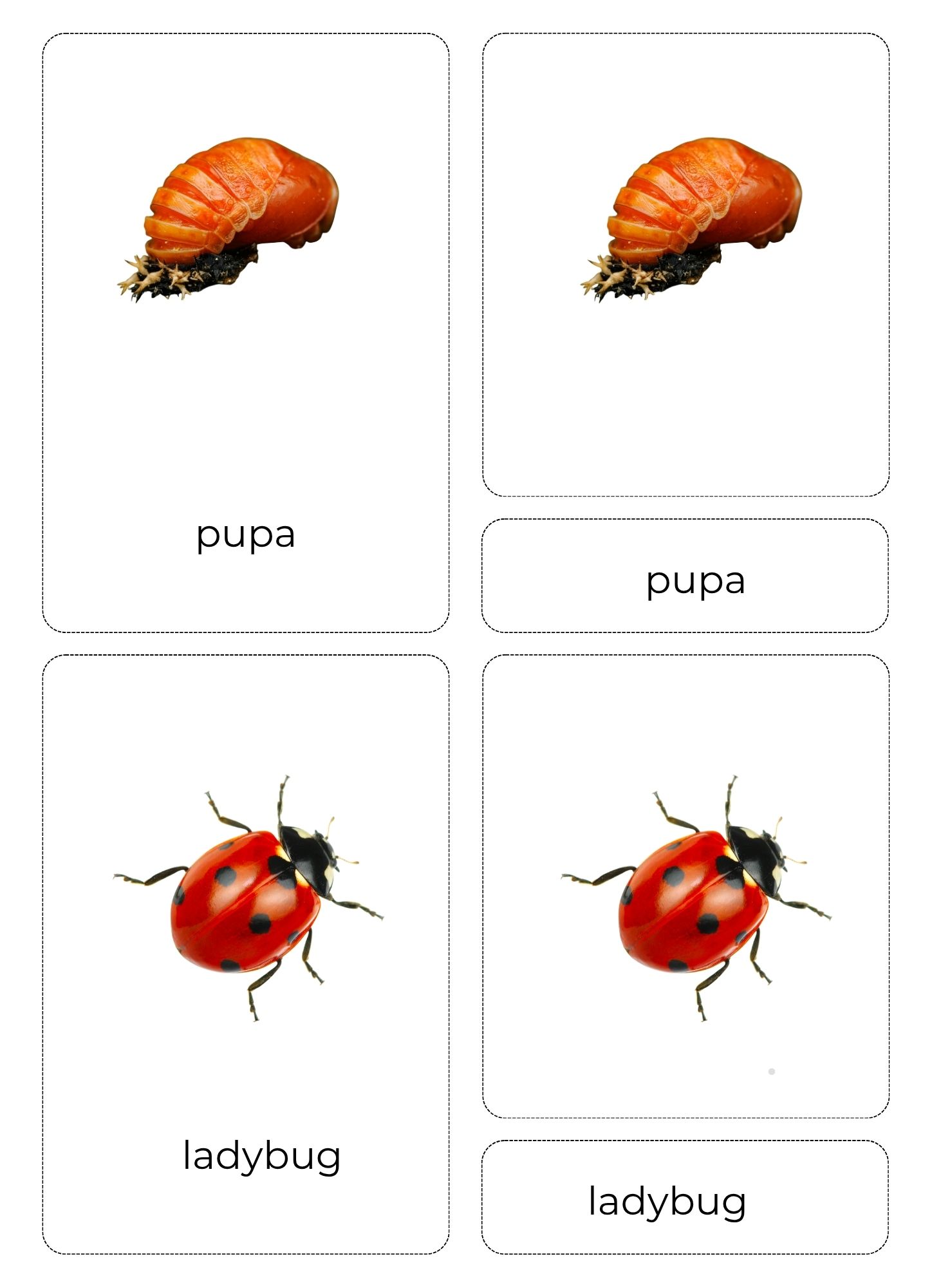 Ladybug Life Cycle Montessori Bundle 
