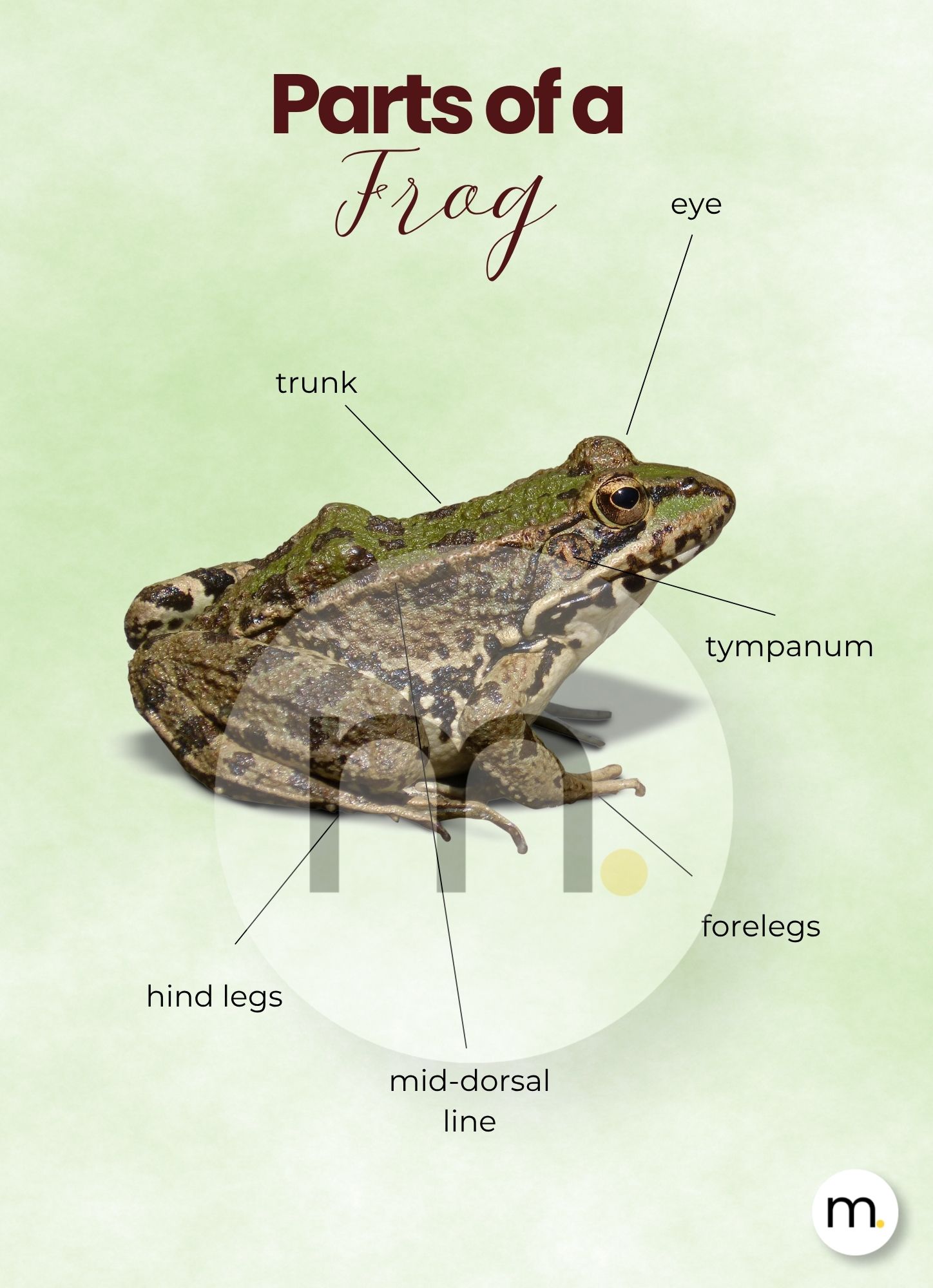 Frog Life Cycle Montessori Bundle 