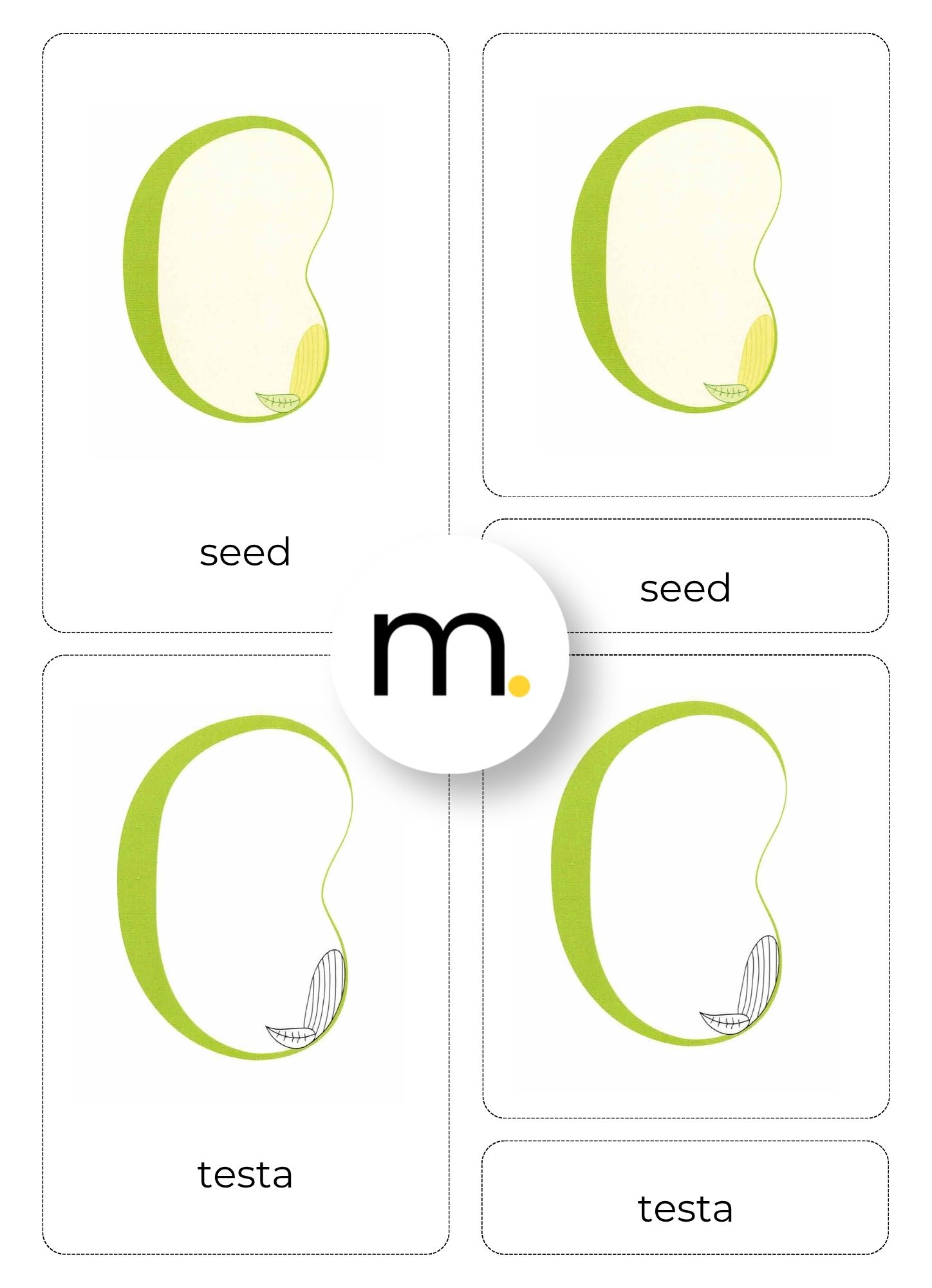 Parts of a Seed Montessori Nomenclature cards