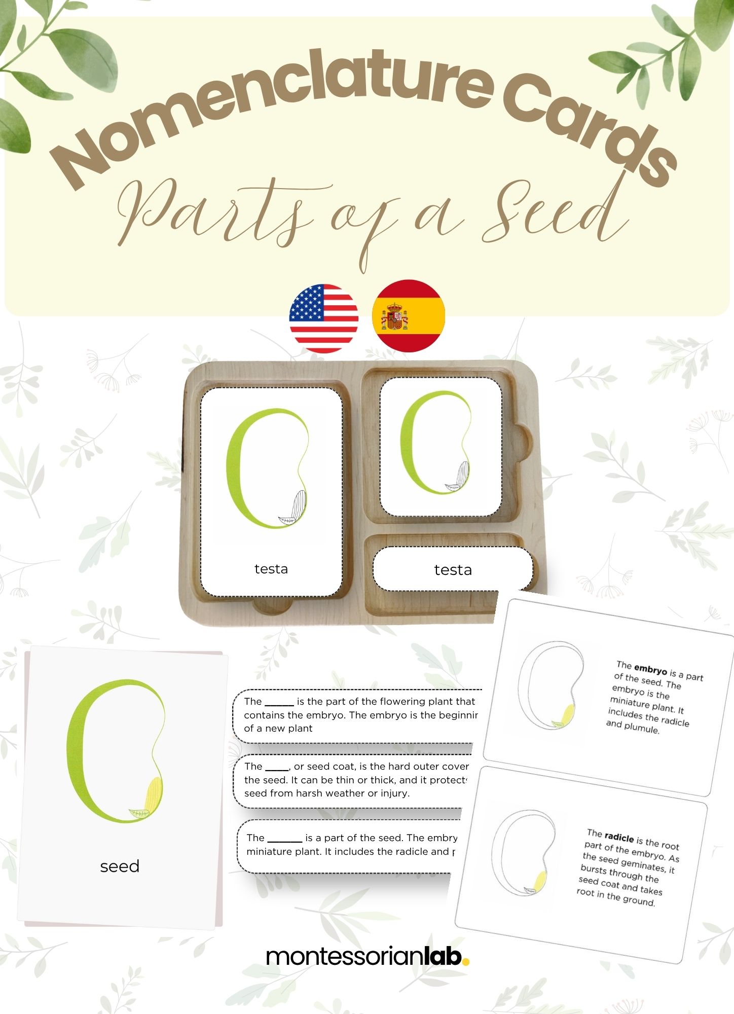 Parts of a Seed Montessori Nomenclature cards