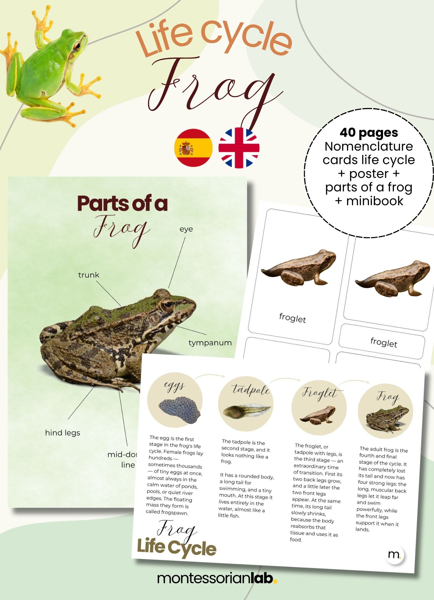 Frog Life Cycle Montessori Bundle 