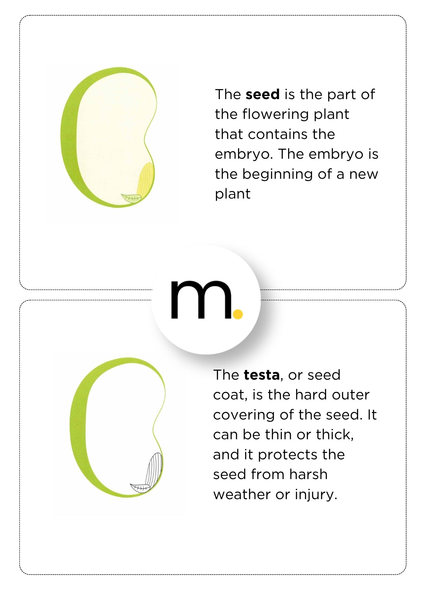 Parts of a Seed Montessori Nomenclature cards