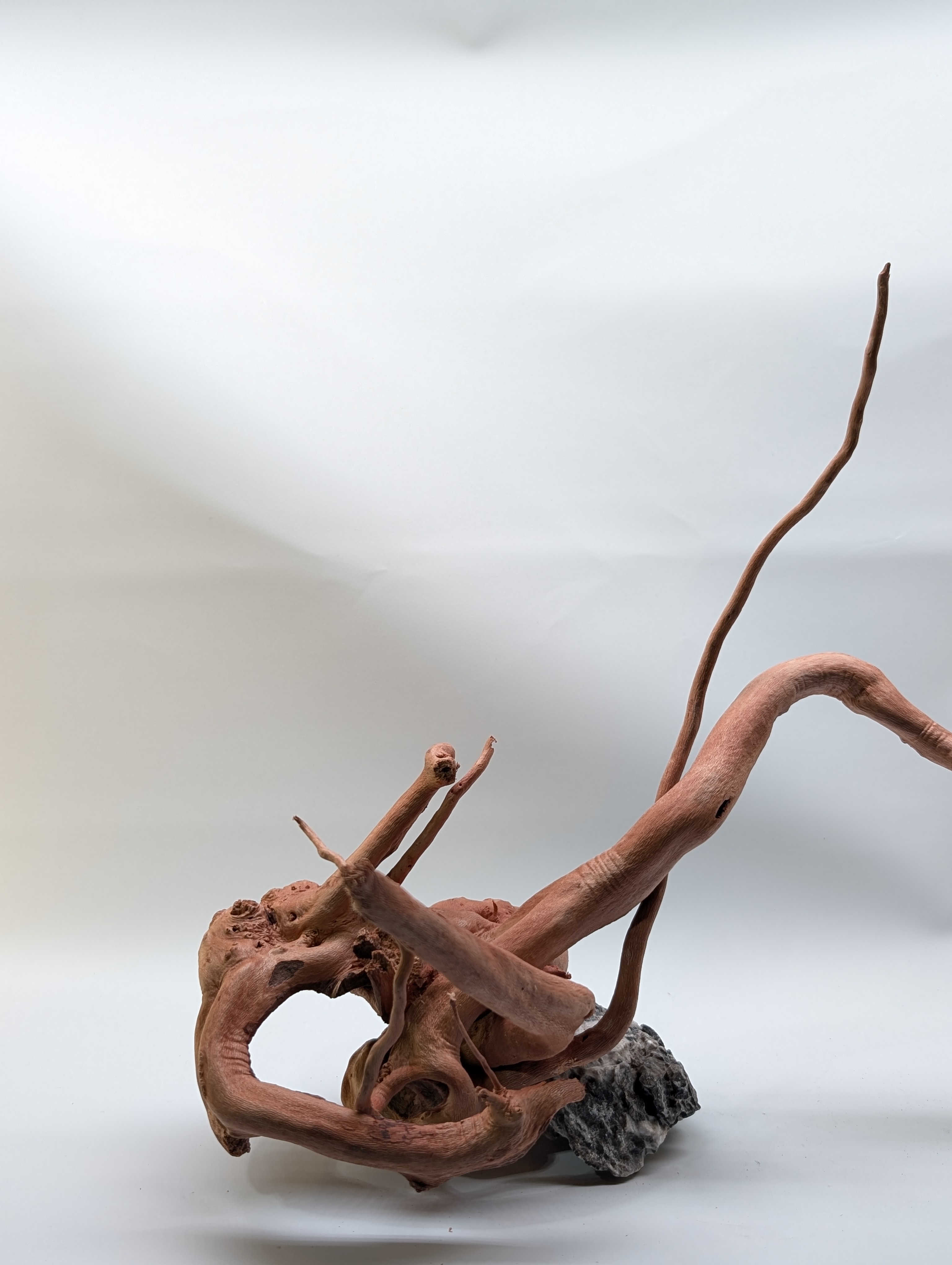 Aquarium gold vine driftwood  L size 25-40cm