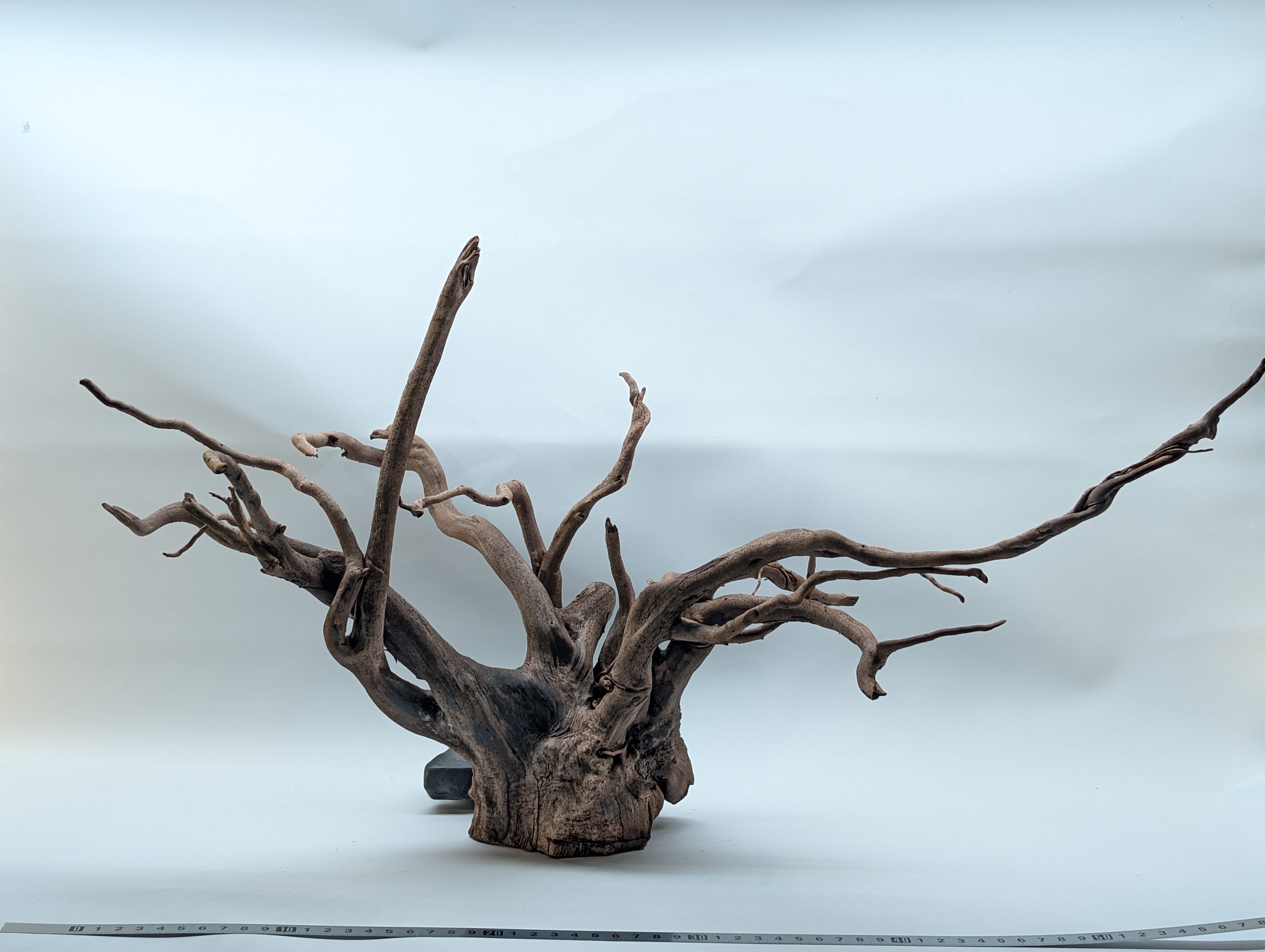 Aquarium Gold Vine driftwood  XL 40-60cm