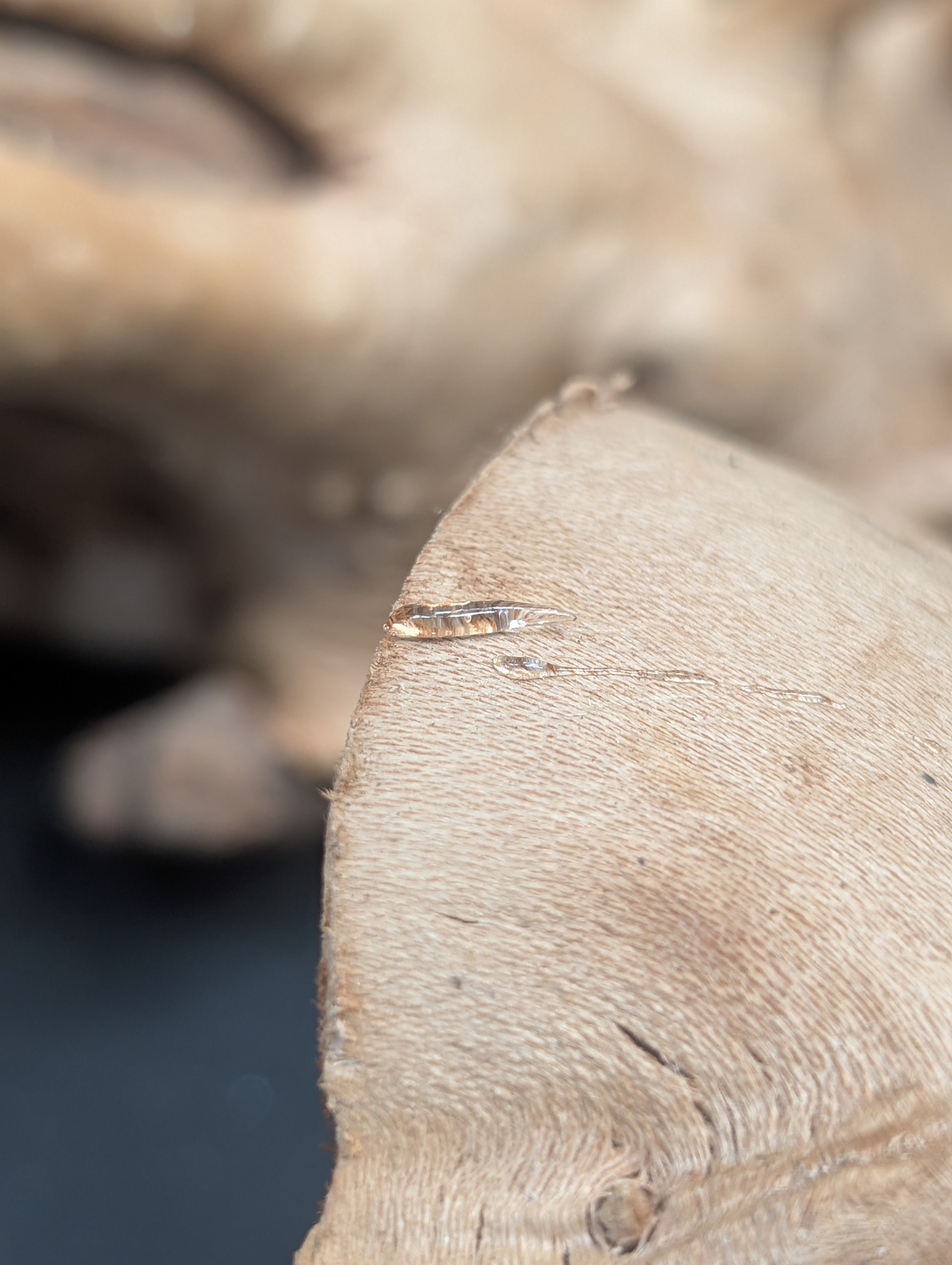 Aquascaping glue high viscosity gel