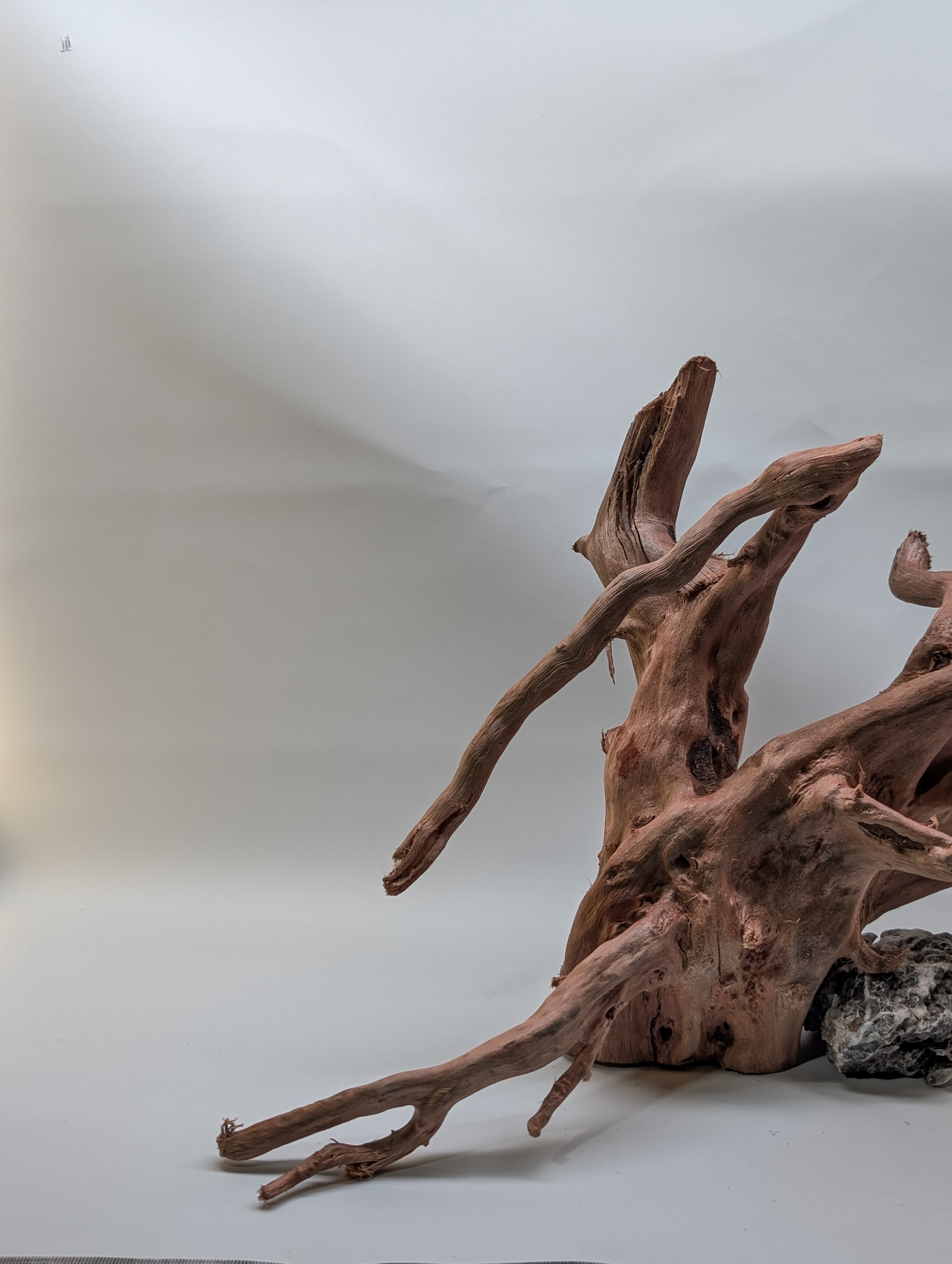 Aquarium gold vine driftwood  L size 25-40cm