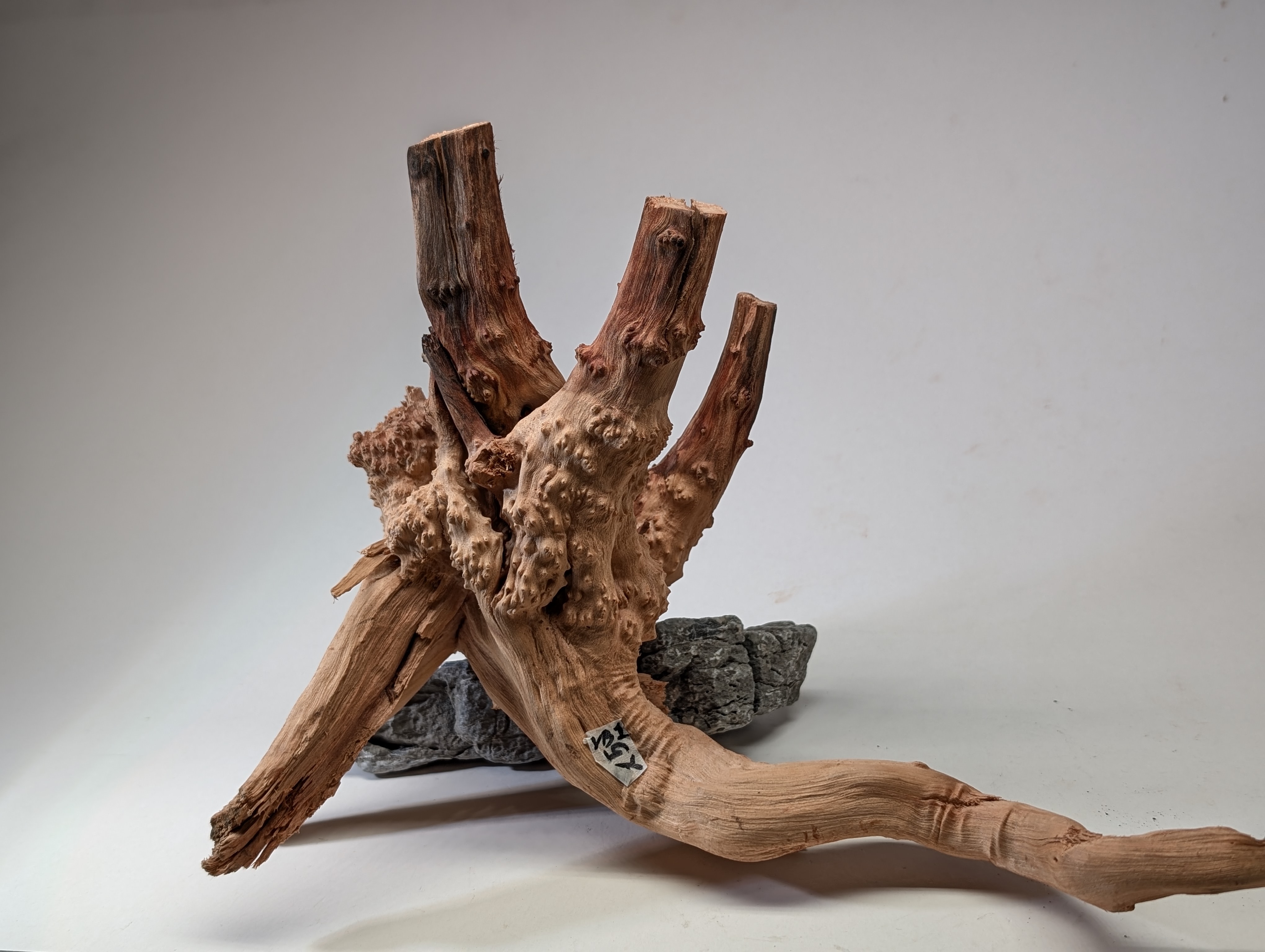 Aquarium gold vine driftwood  L size 25-40cm