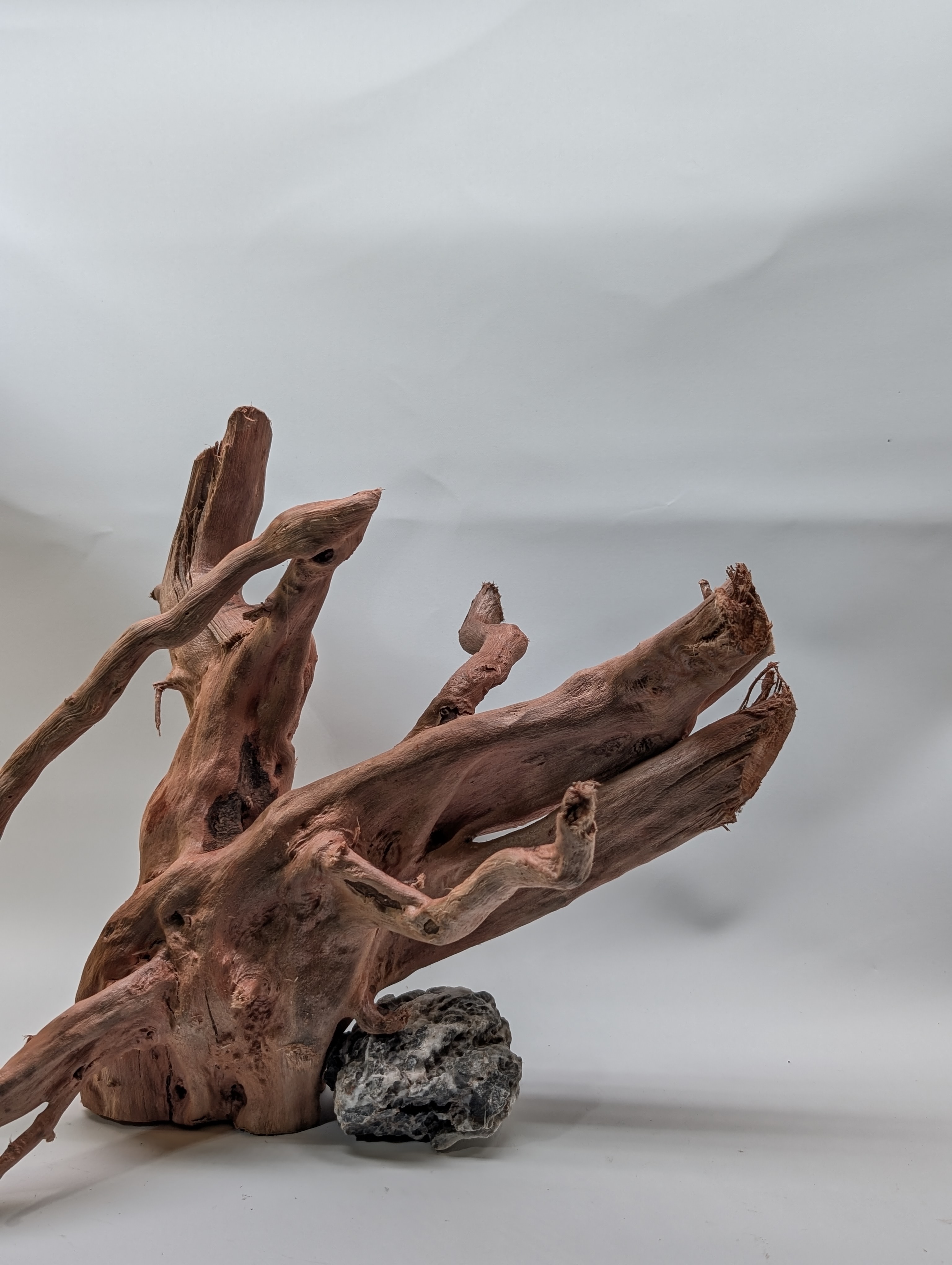 Aquarium gold vine driftwood  L size 25-40cm