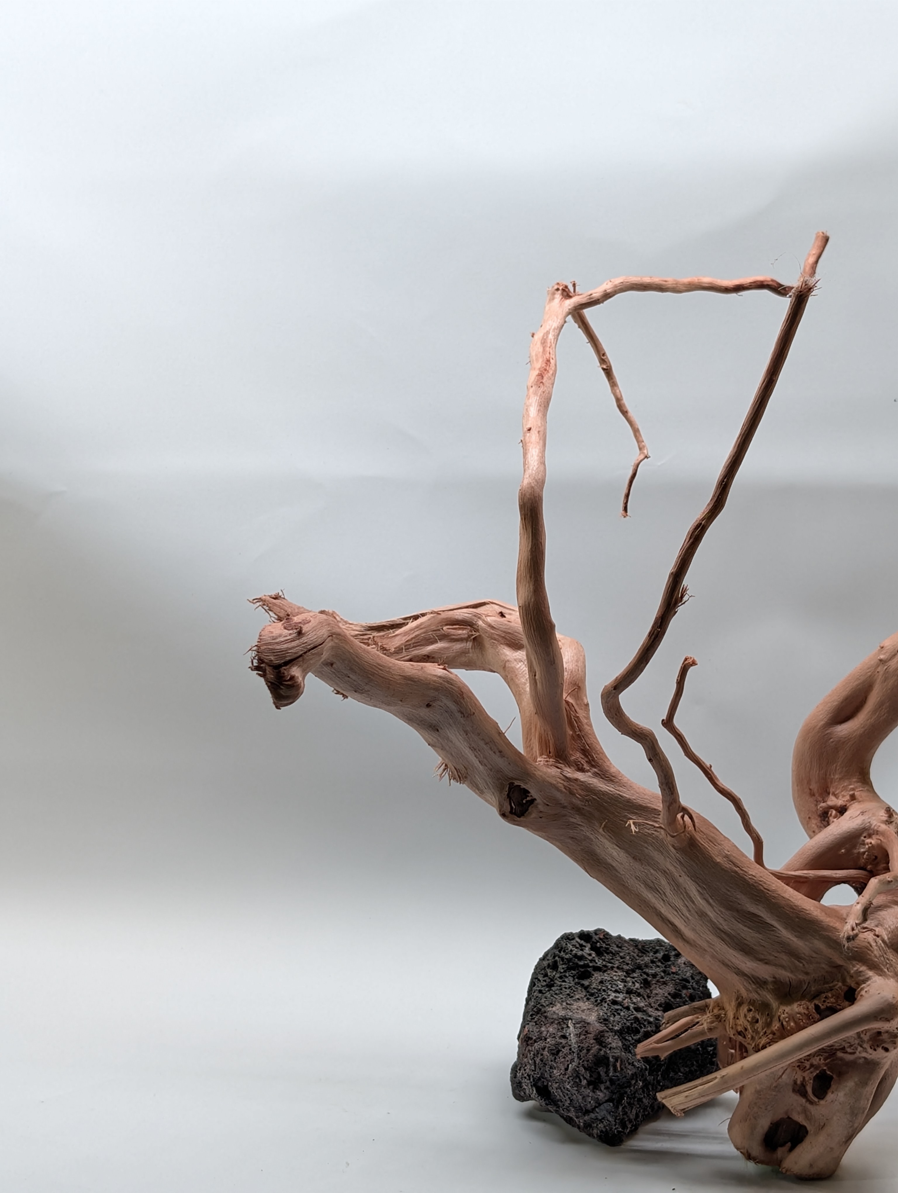 Aquarium gold vine driftwood  L size 25-40cm