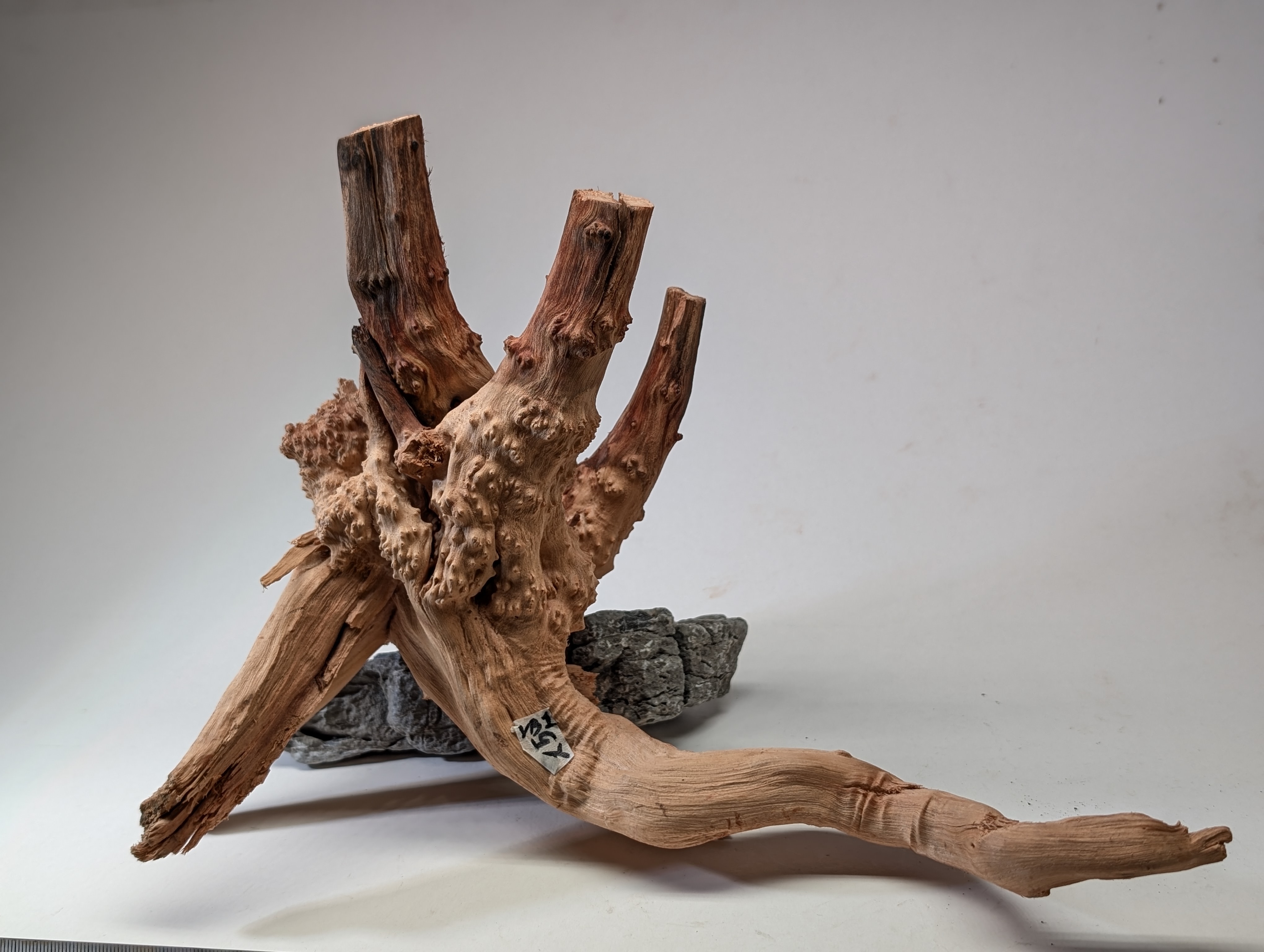Aquarium gold vine driftwood  L size 25-40cm