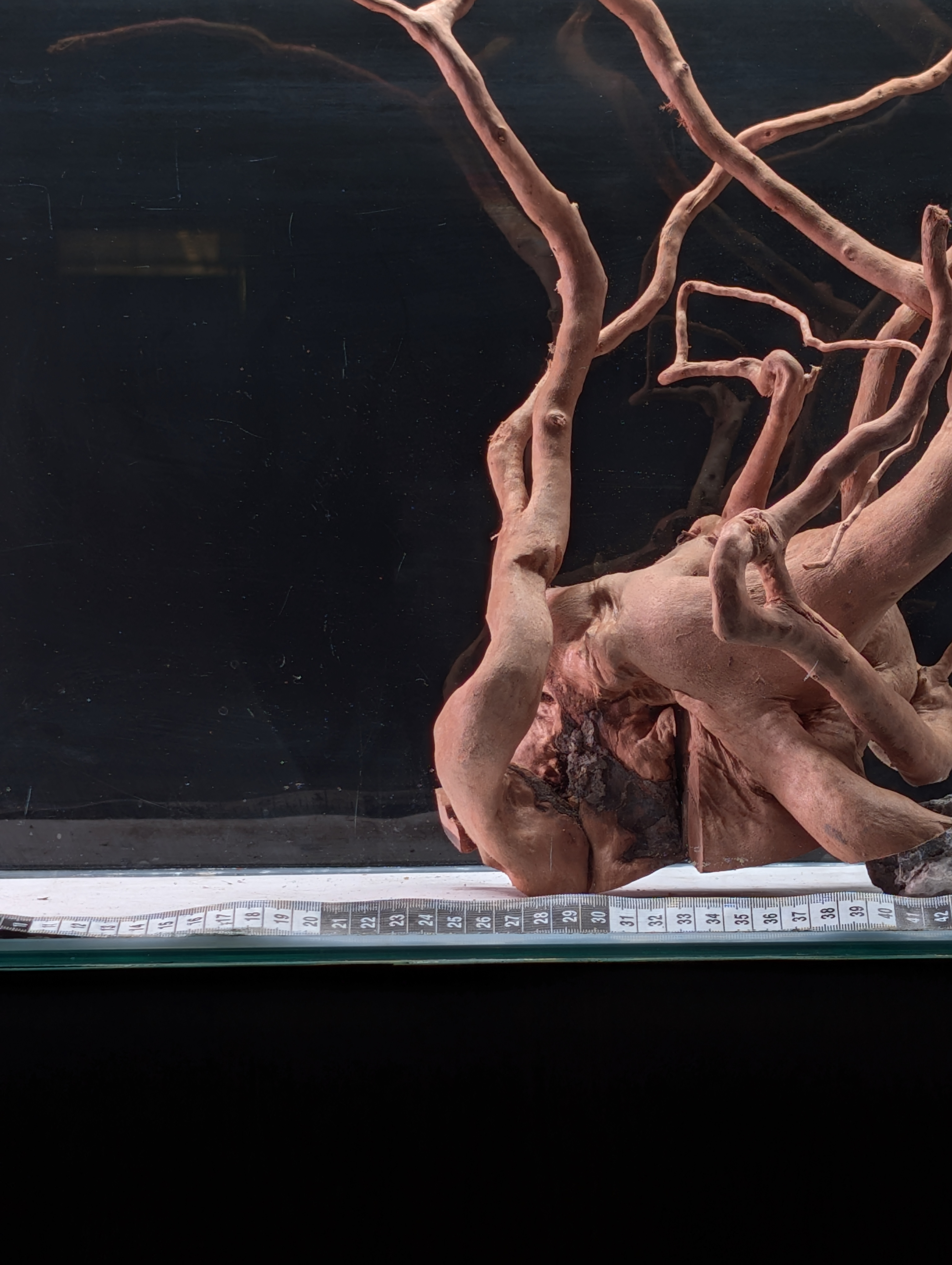 Aquarium Gold Vine driftwood  XL 40-60cm